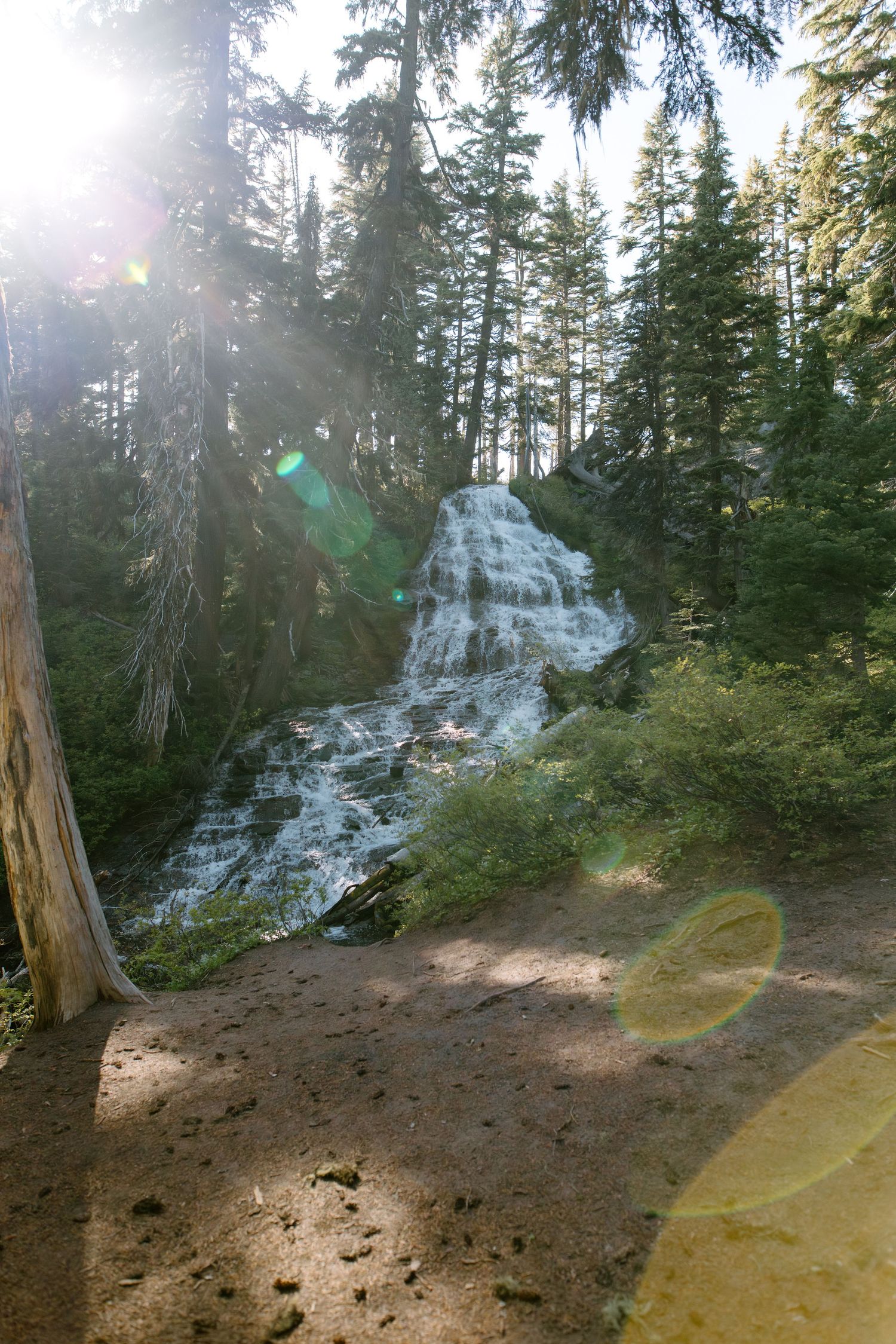 Sunlit waterfall cascades through dense evergreen forest with lens flare in foreground.