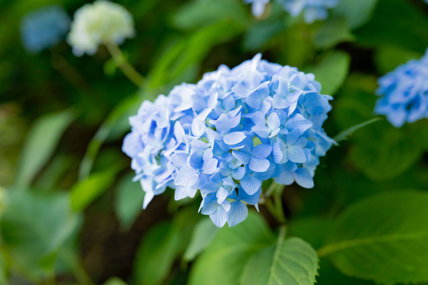 Beautiful blue hydrangea flowers blooming in a lush green garden setting.
