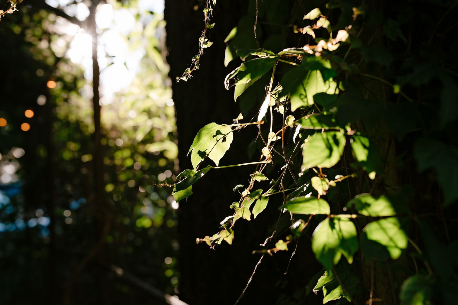 Sunlight filters through lush green leaves and tree branches in a forest setting.