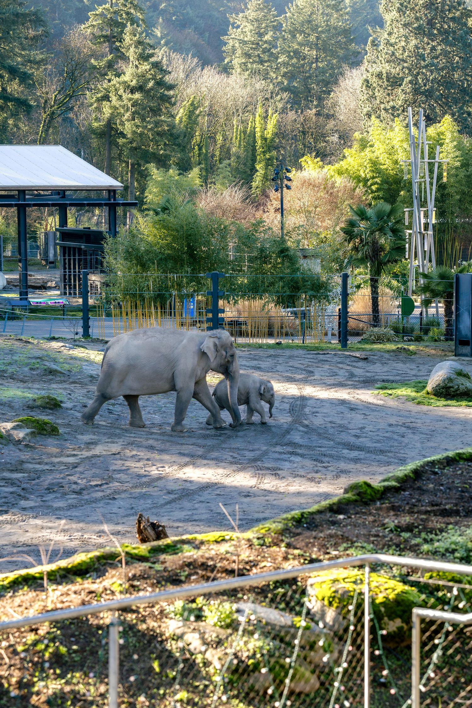 Elephants roam in a spacious outdoor enclosure with trees and natural surroundings at a wildlife sanctuary.