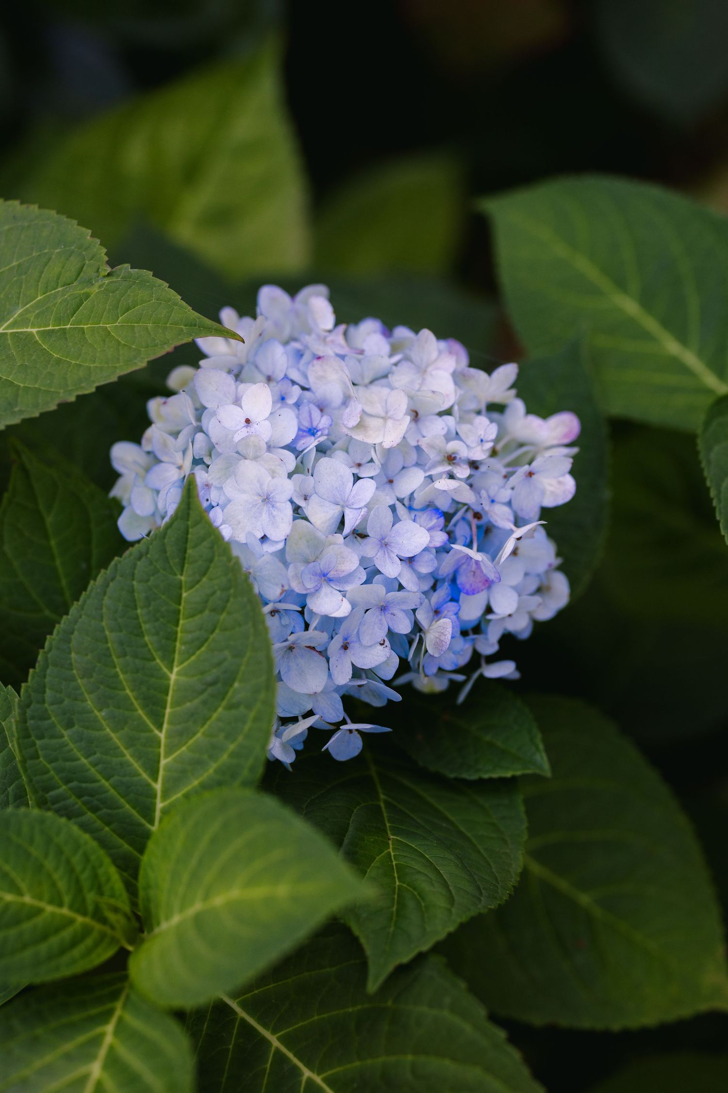 Delicate blue hydrangea flowers blooming among green leaves in a garden.