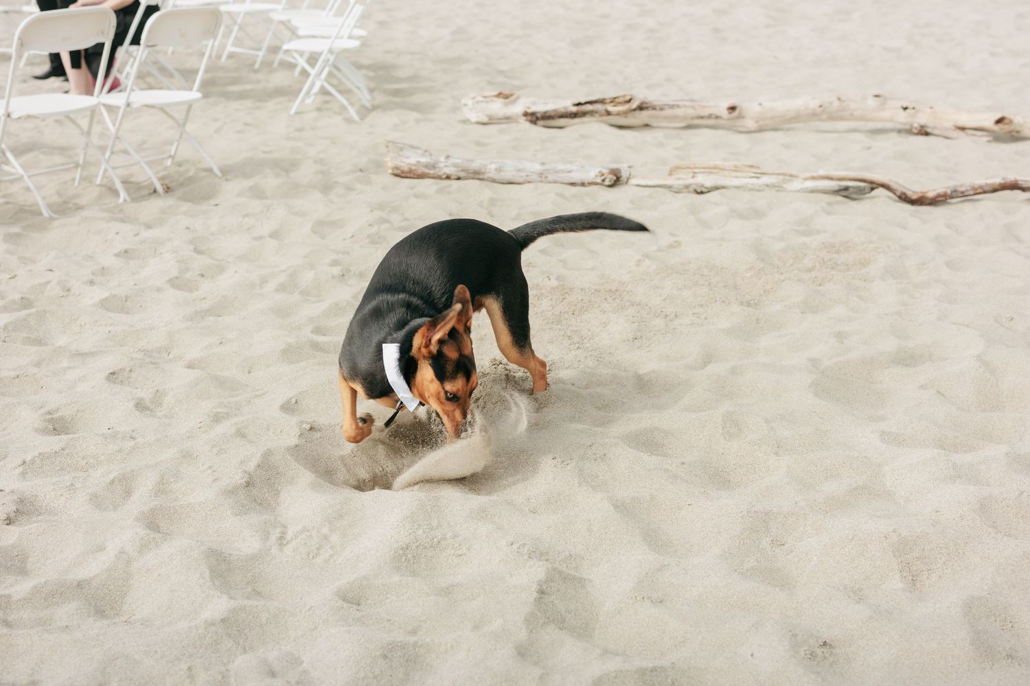 Small dog playing and running on a sandy beach.