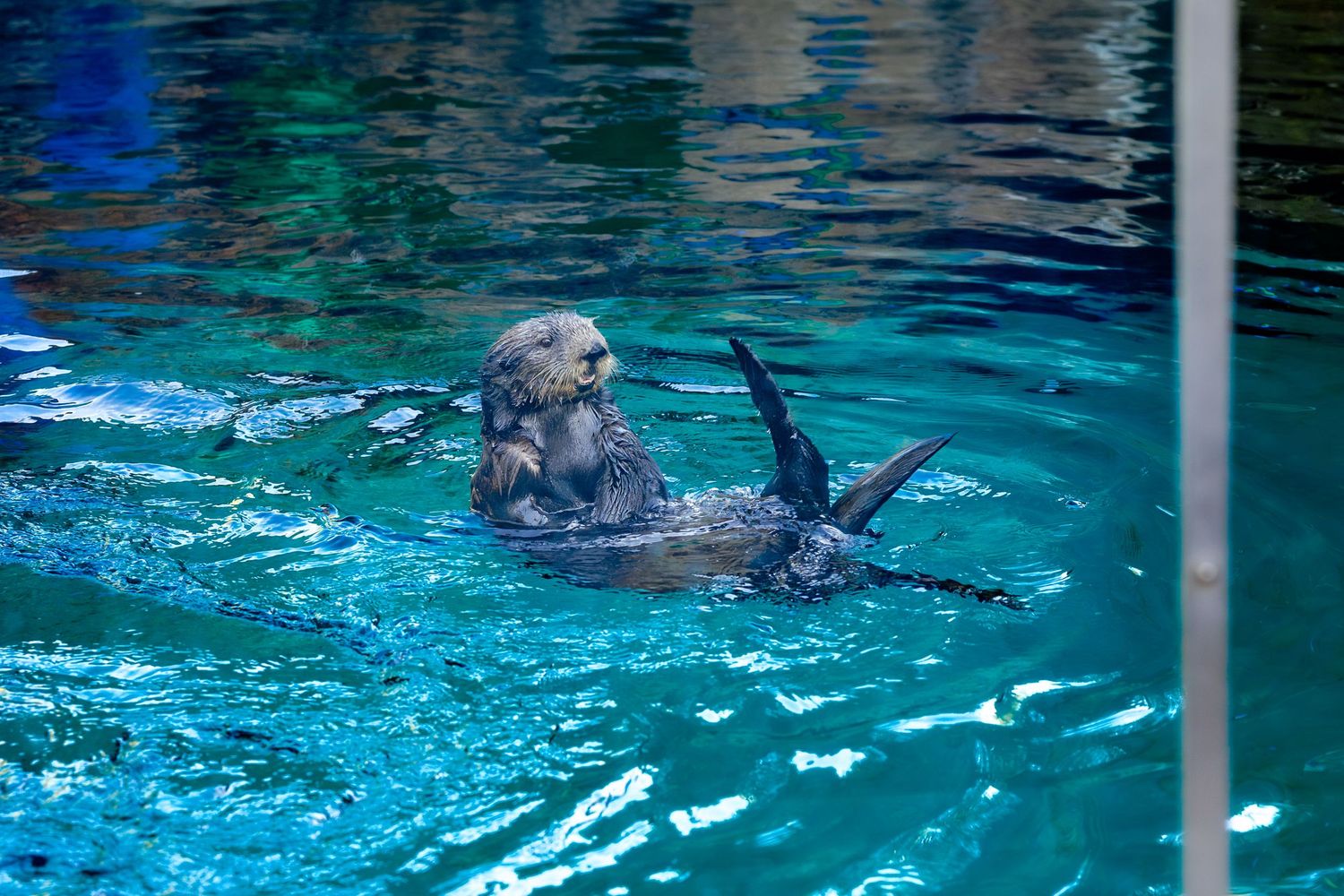 A playful sea otter swims on its back in turquoise water.