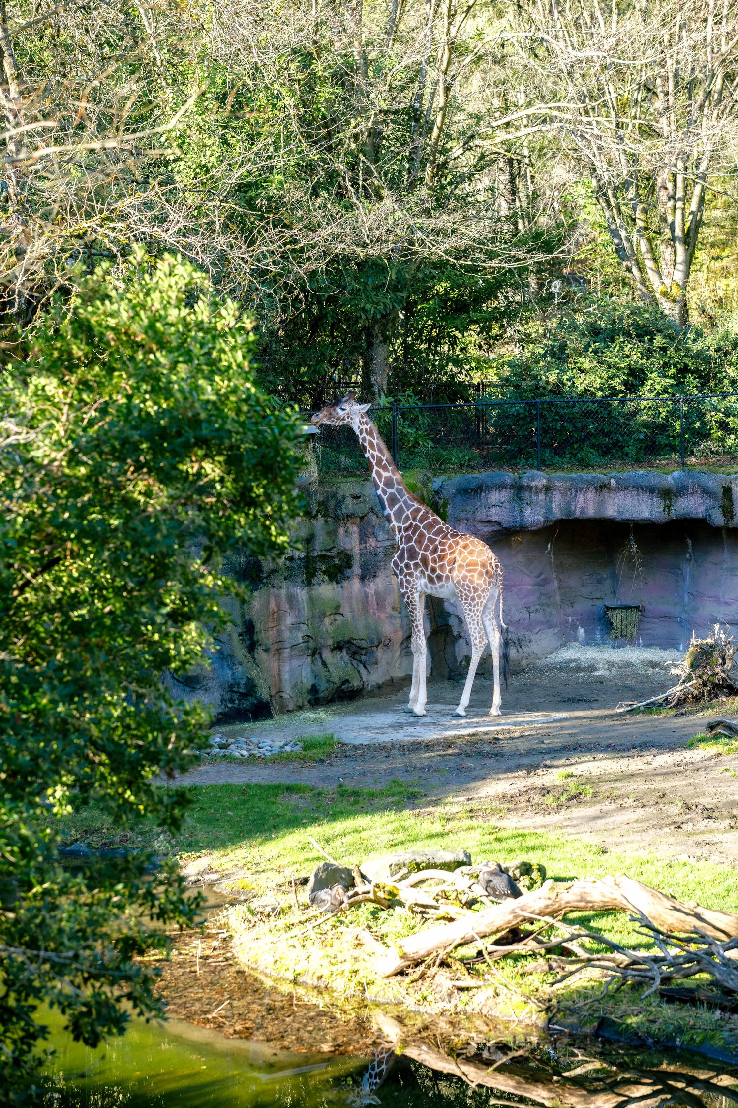 A tall giraffe stands near green foliage in its zoo enclosure.