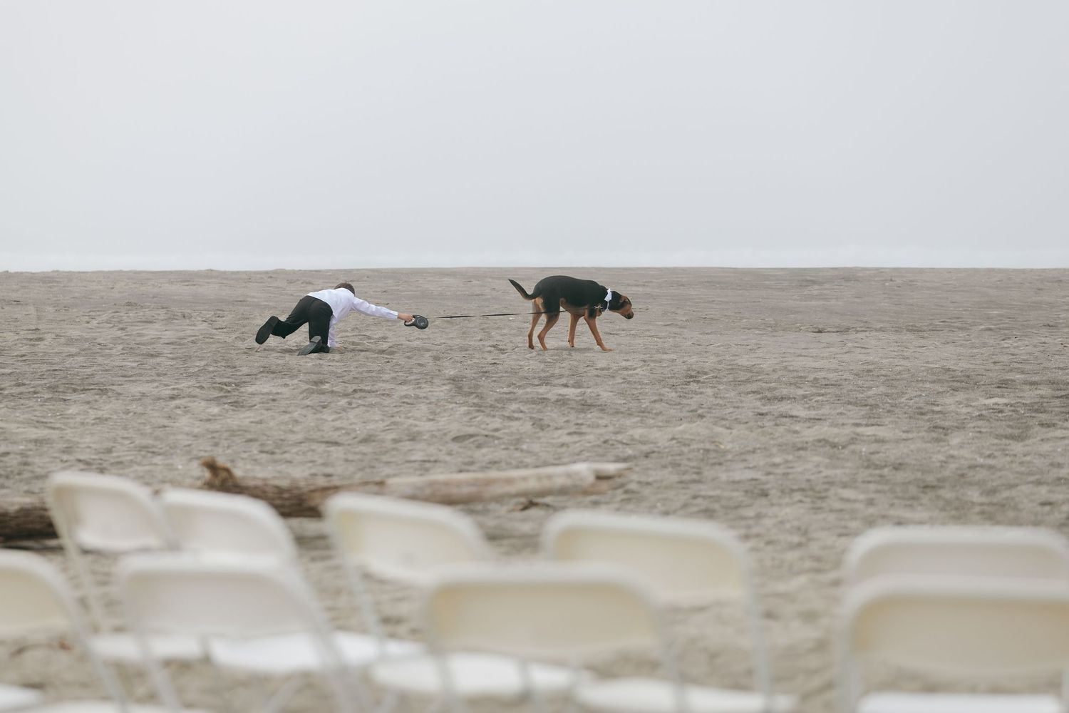 Playful scene on a beach with a dog and person amid rows of white chairs.