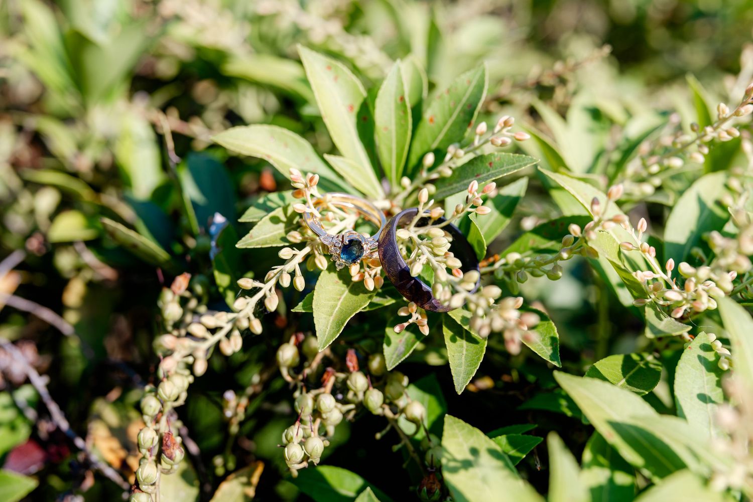 Close-up of green leafy shrub with small white flower buds in bright natural sunlight.