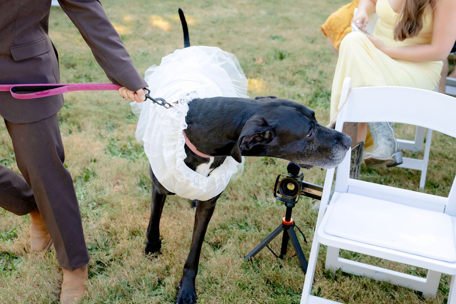 A large black Great Dane wearing a white floral collar being led on a pink leash at an outdoor wedding.