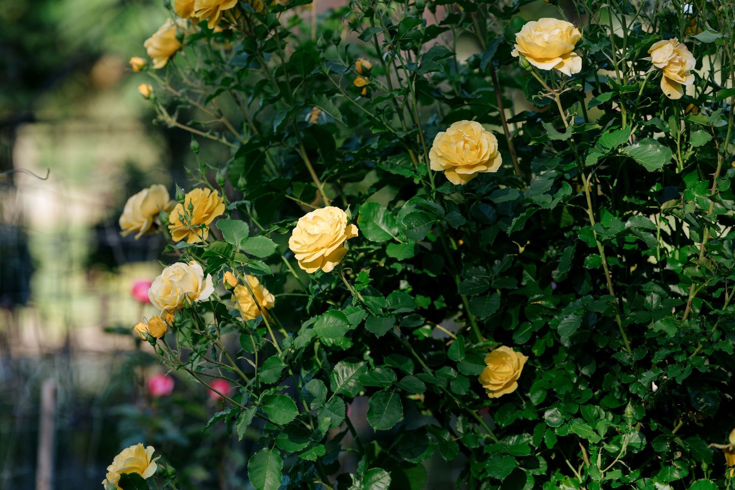 Lush yellow roses blooming on green bush in outdoor garden at wedding venue.