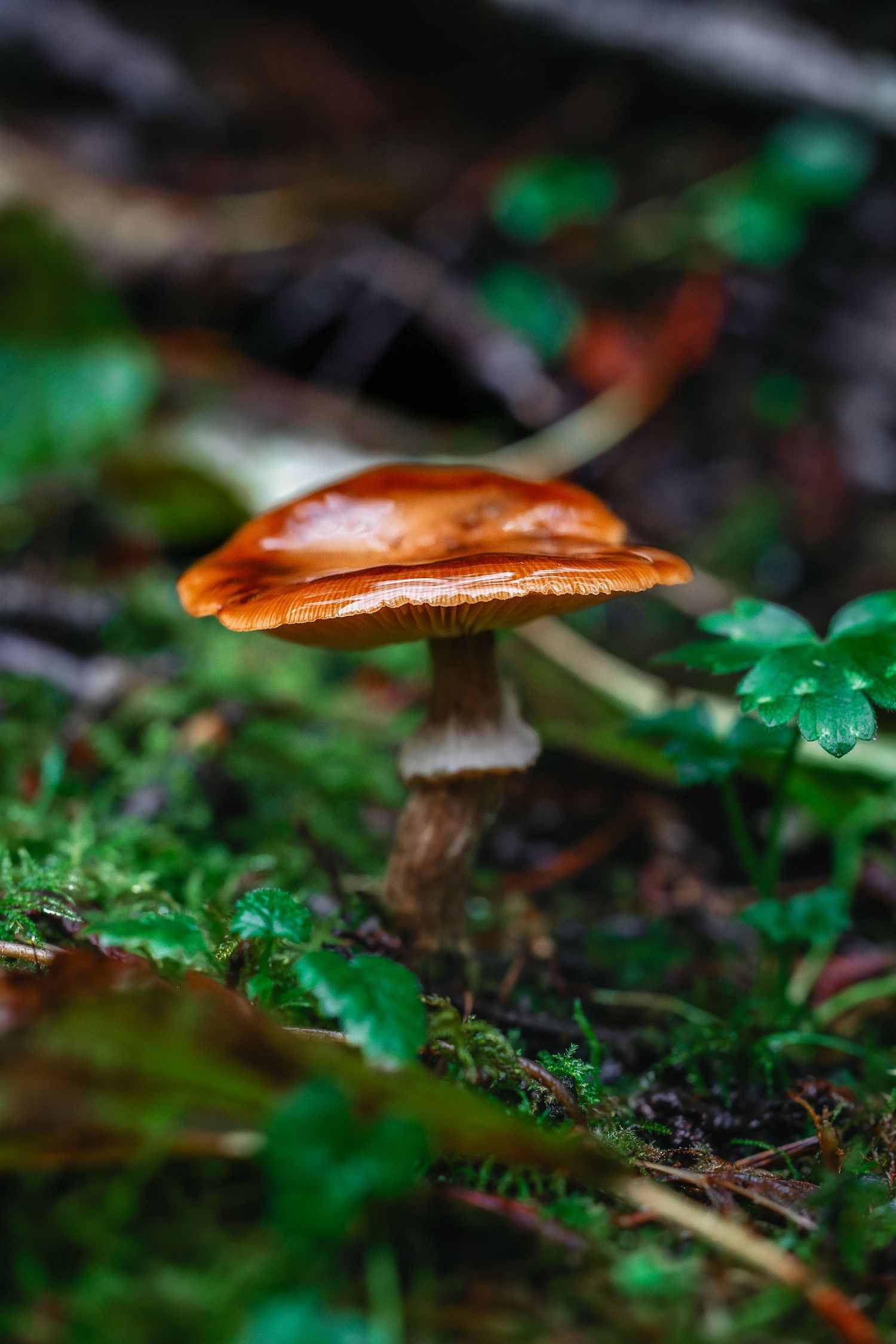 Close-up macro shot of orange mushrooms growing among green moss in a forest setting.
