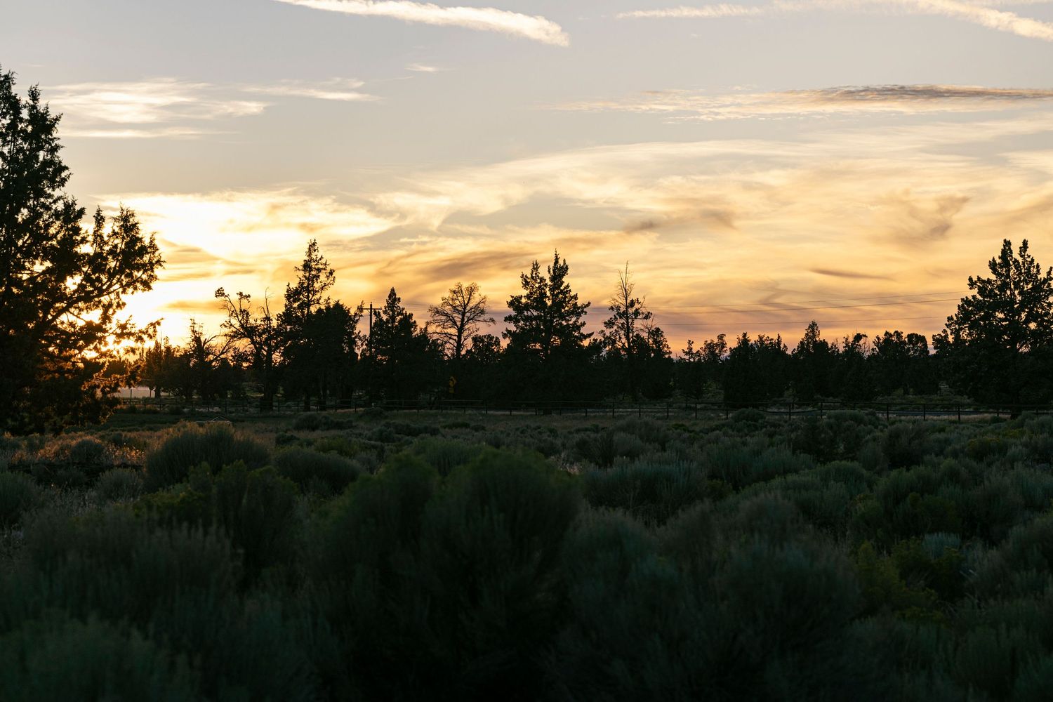 Golden sunset sky over silhouetted pine trees in a desert landscape.