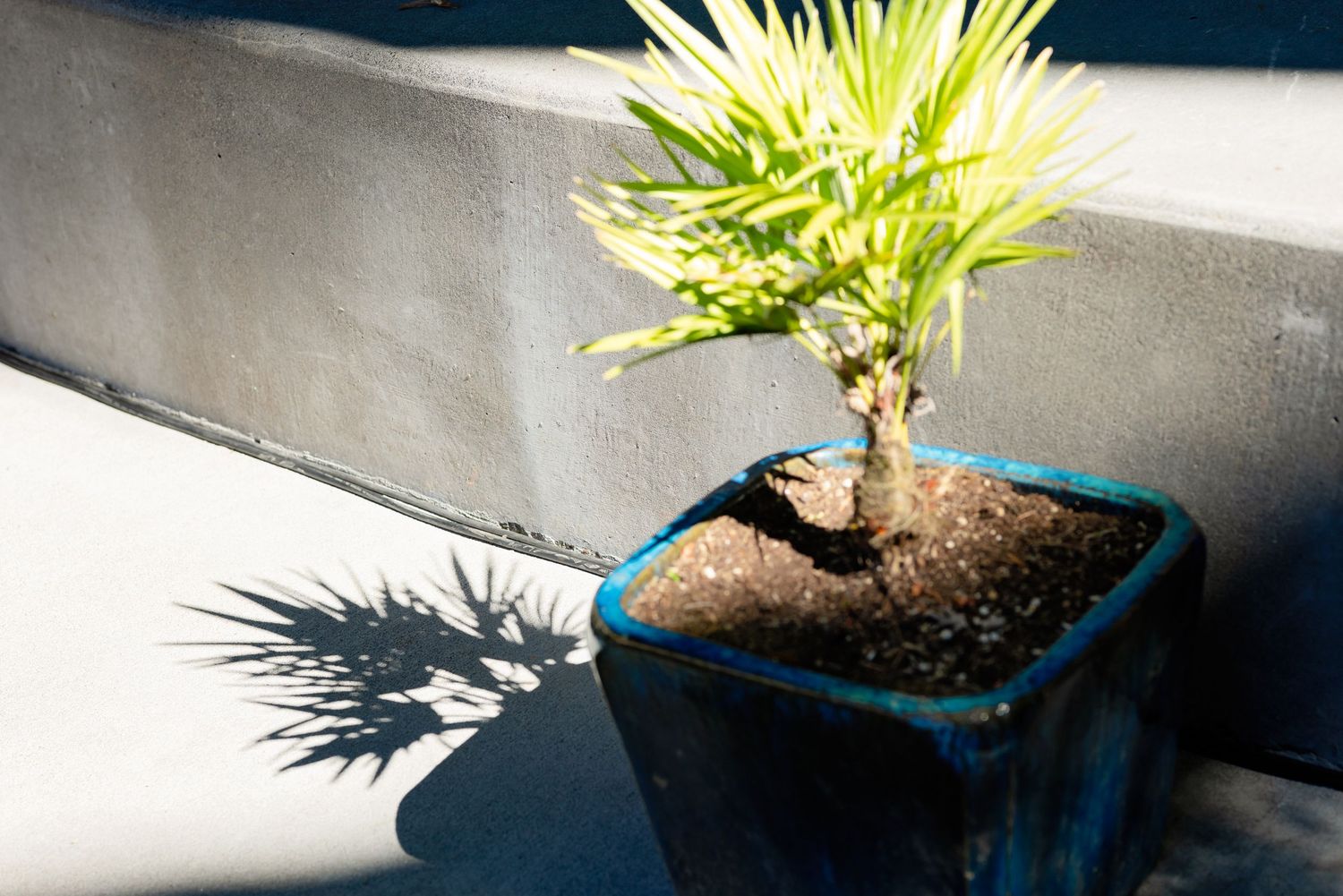Small bonsai tree in a blue square pot casting a spiky shadow on a concrete surface in bright sunlight.