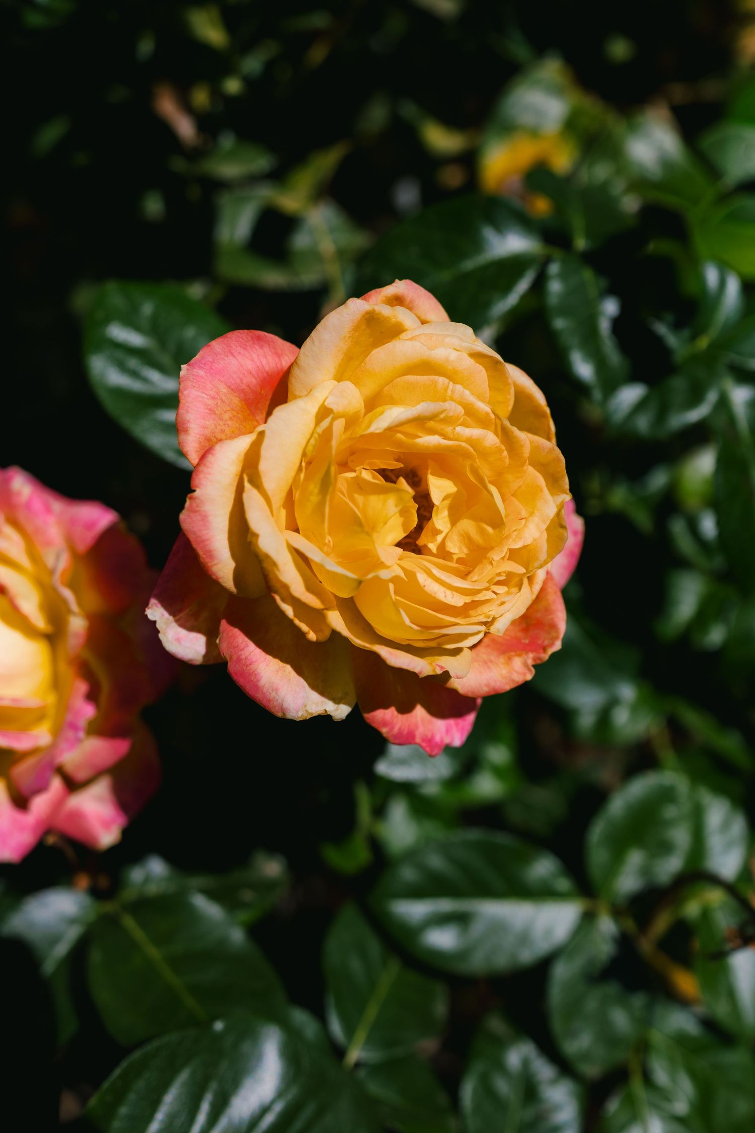 A peach-colored rose bloom with ruffled petals against dark green foliage in a garden setting.