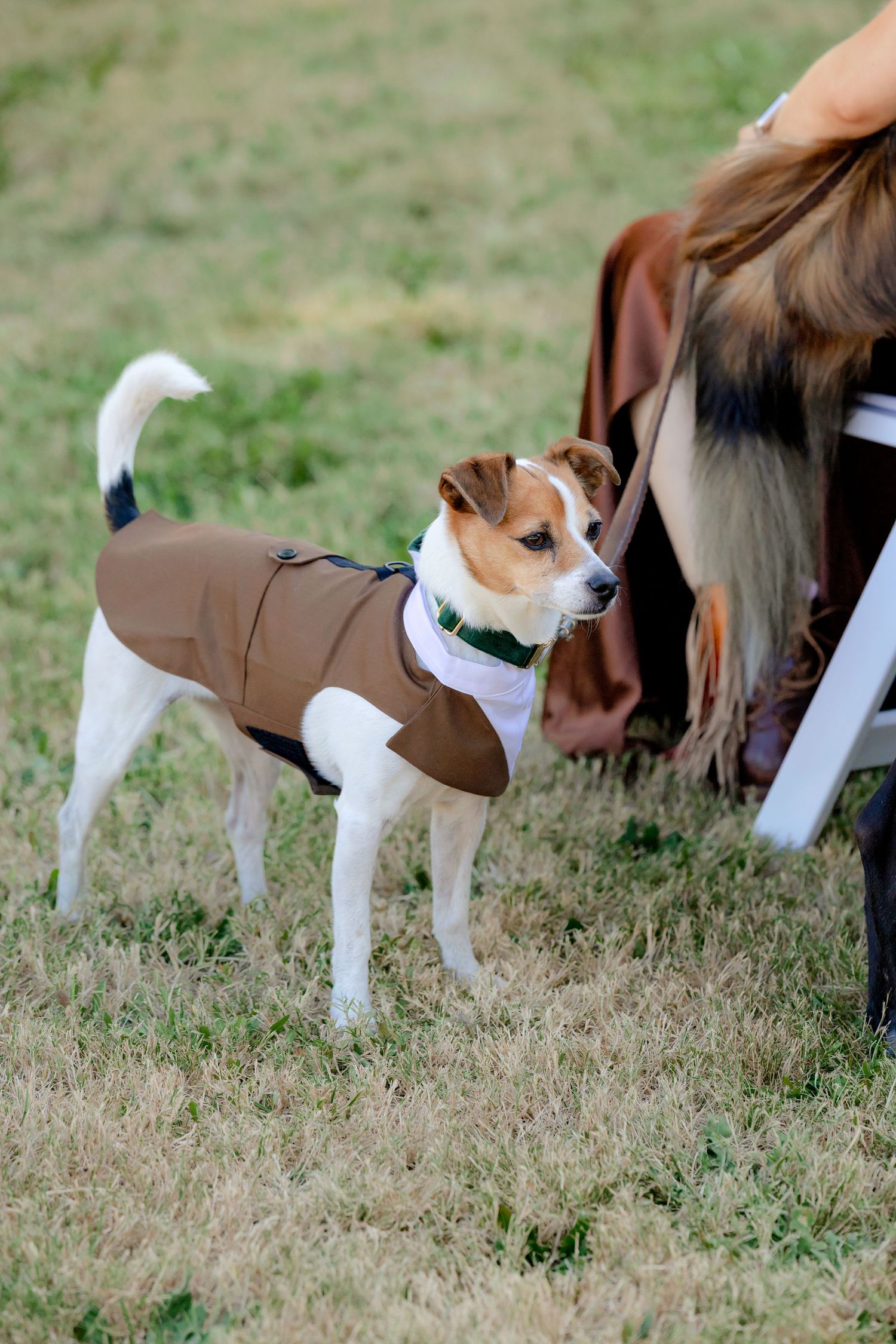 Small Jack Russell terrier wearing a brown tuxedo jacket at an outdoor wedding ceremony.