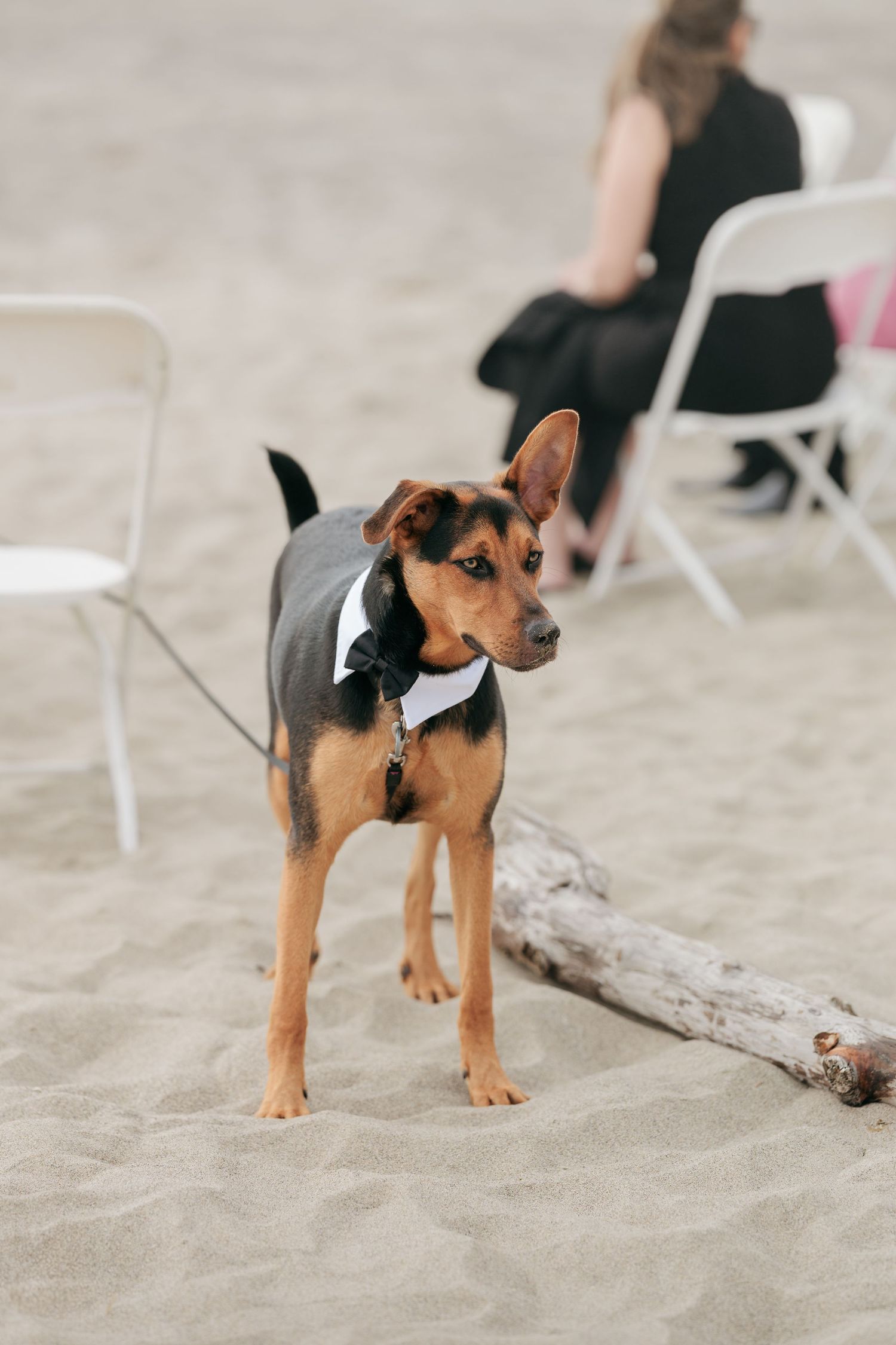 A small dog wearing a formal bowtie stands on sandy beach near folding chairs.