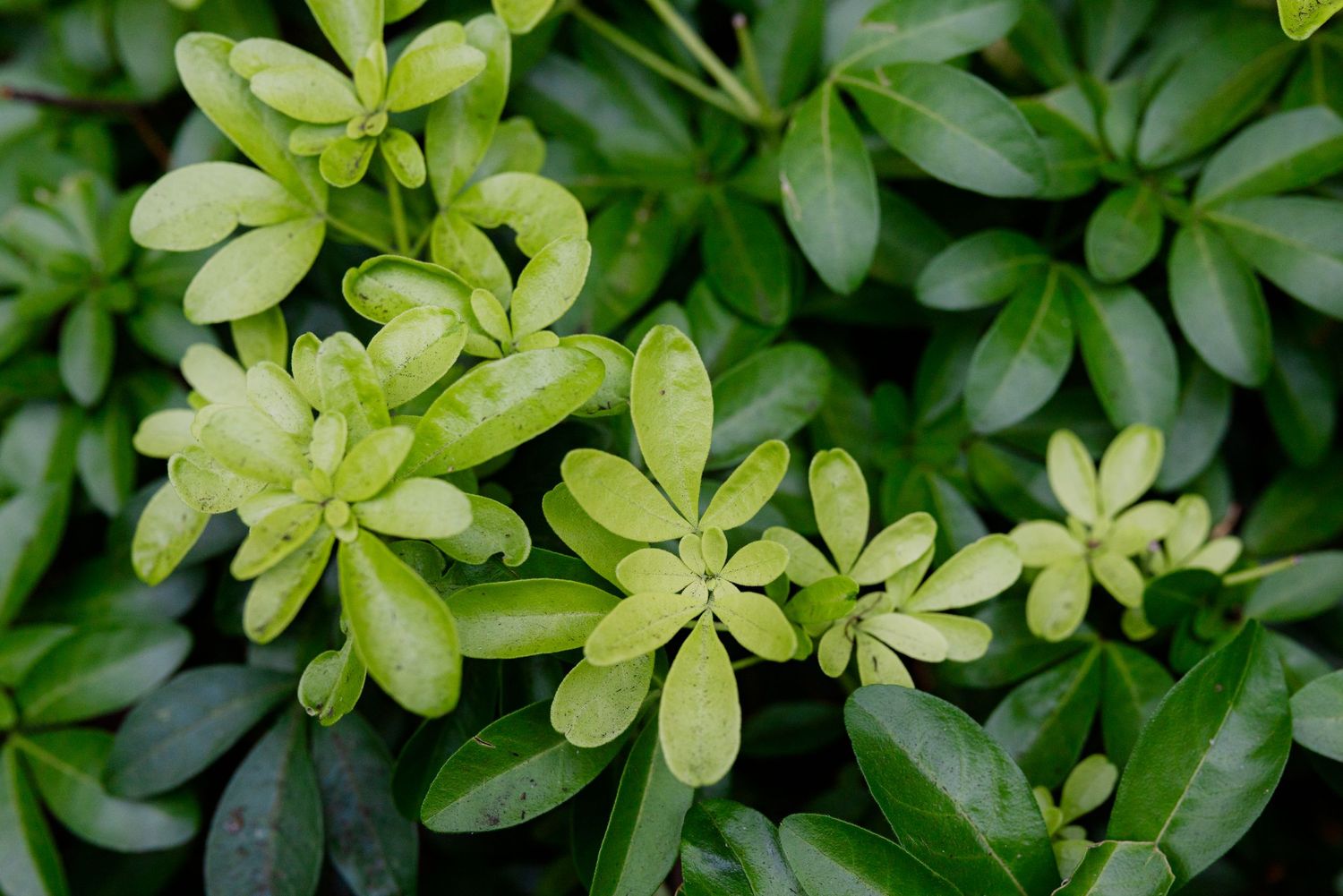 Close-up of lush green shrub with small rounded leaves and new yellow-green growth, ideal for garden landscaping.