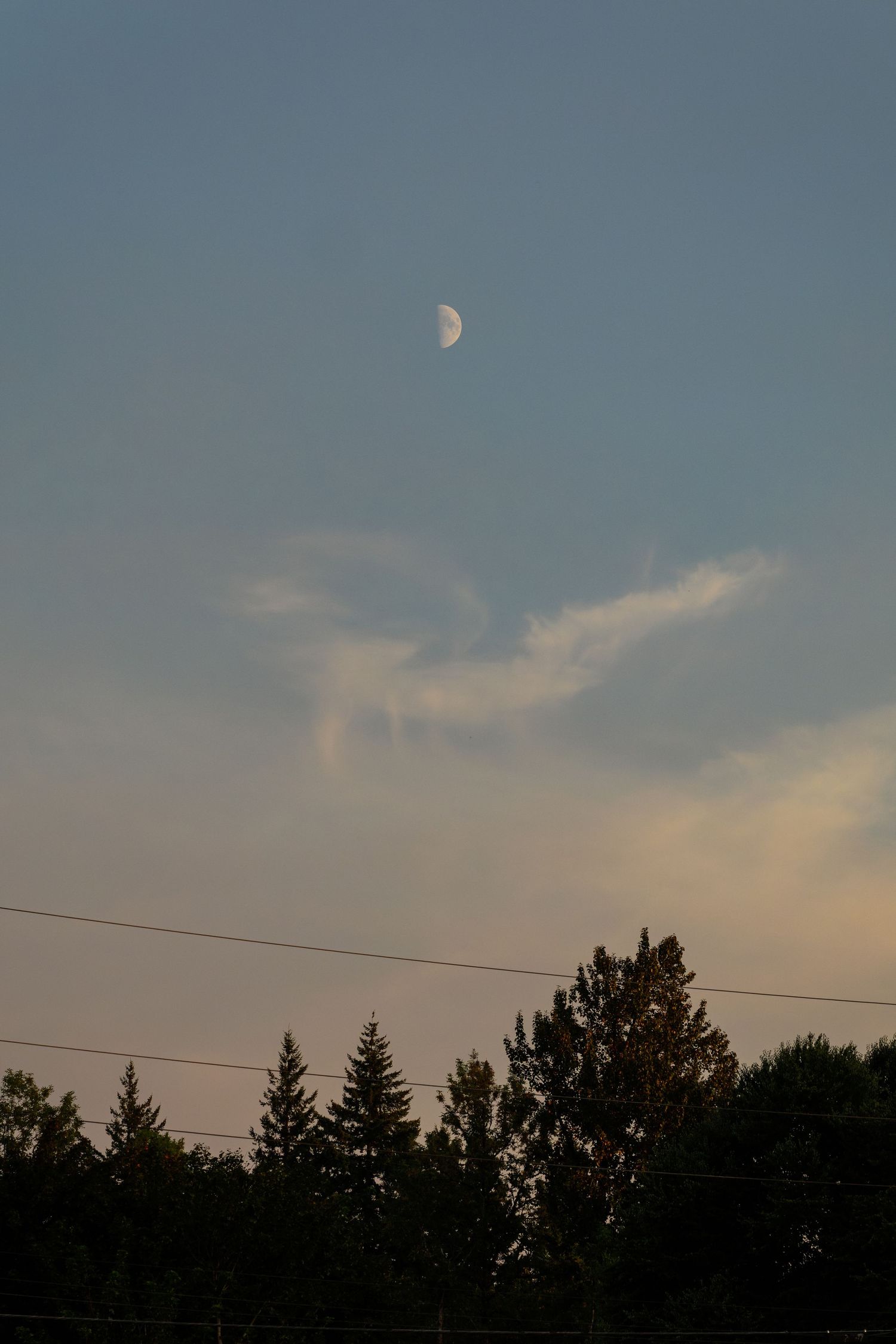 Moon visible in dusky blue sky with silhouetted pine trees and power lines along the horizon at sunset.