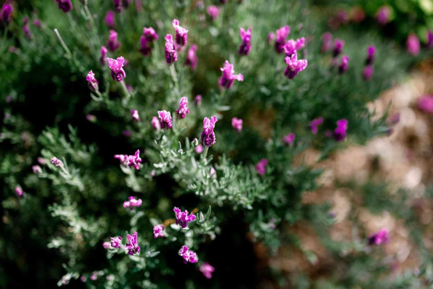 Close-up of vibrant purple heather flowers blooming on green shrubs in a garden setting.