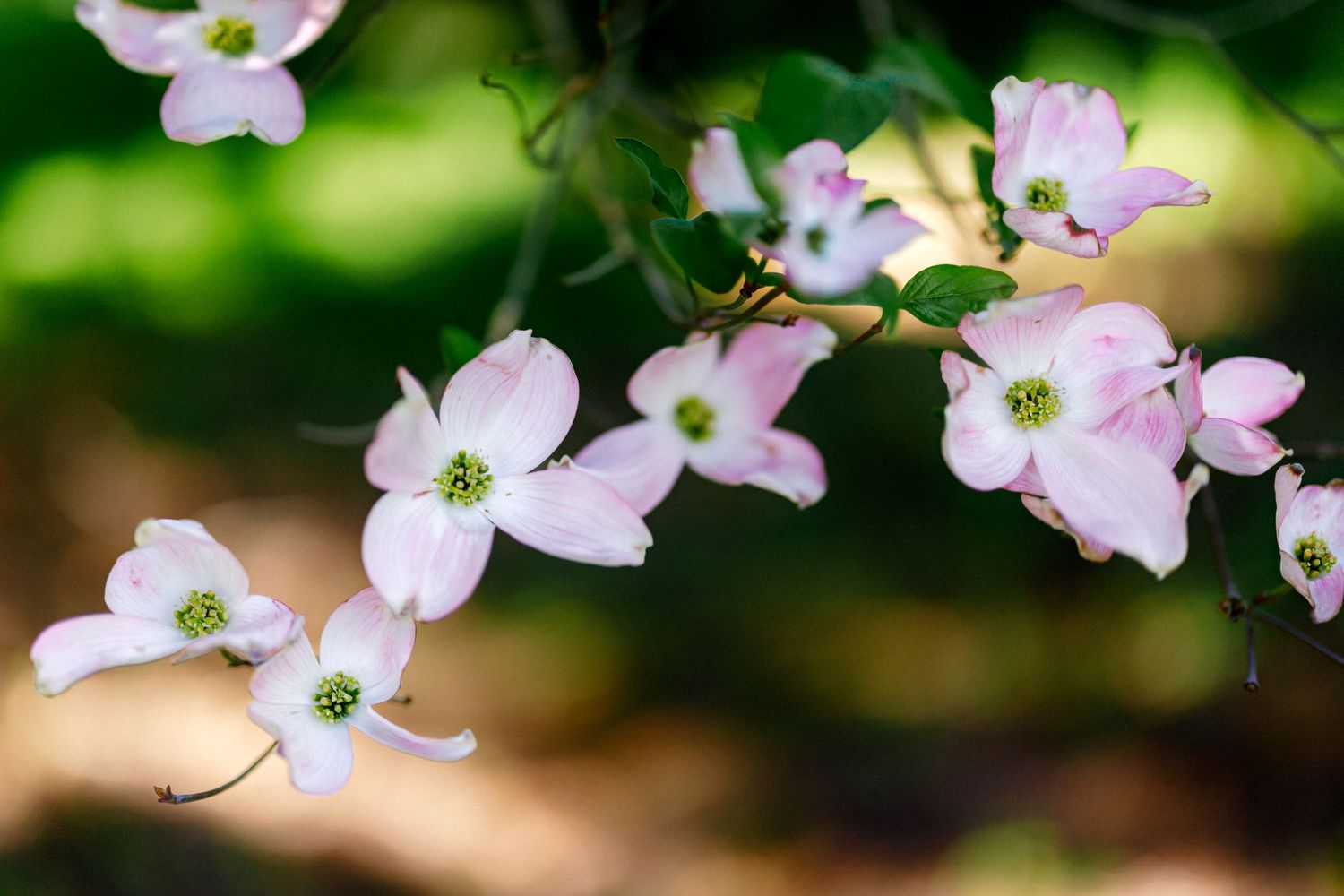 Delicate pink and white dogwood blossoms blooming on branches with soft green bokeh background.