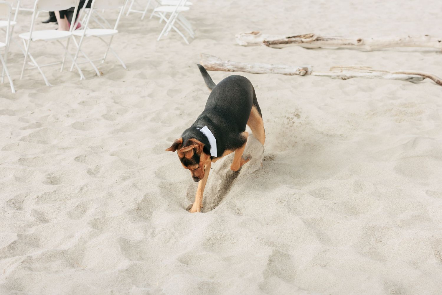 A beagle mix dog playing in the sand on a beach.