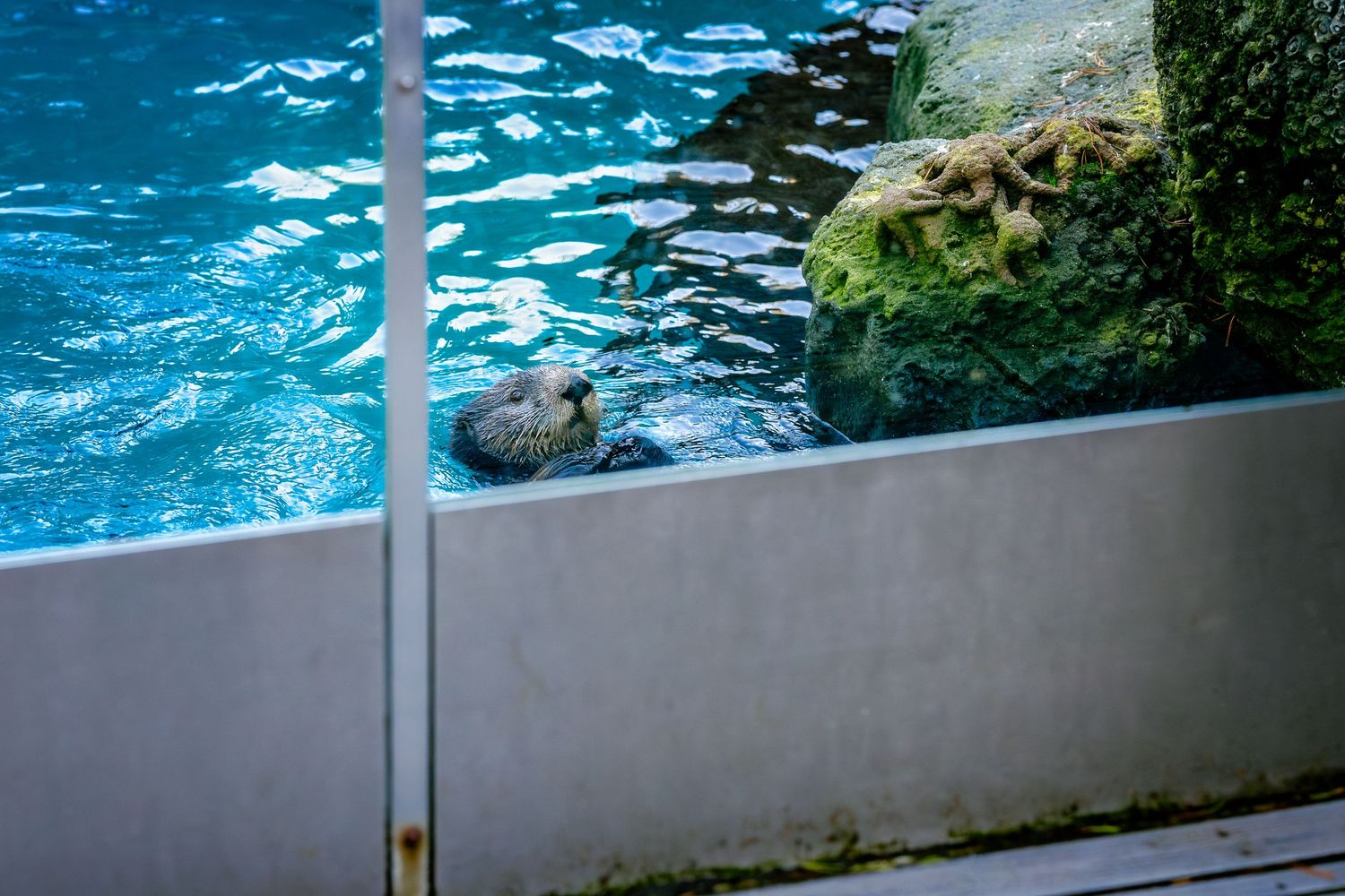 A sea otter floats in bright blue water near rocky ledges.