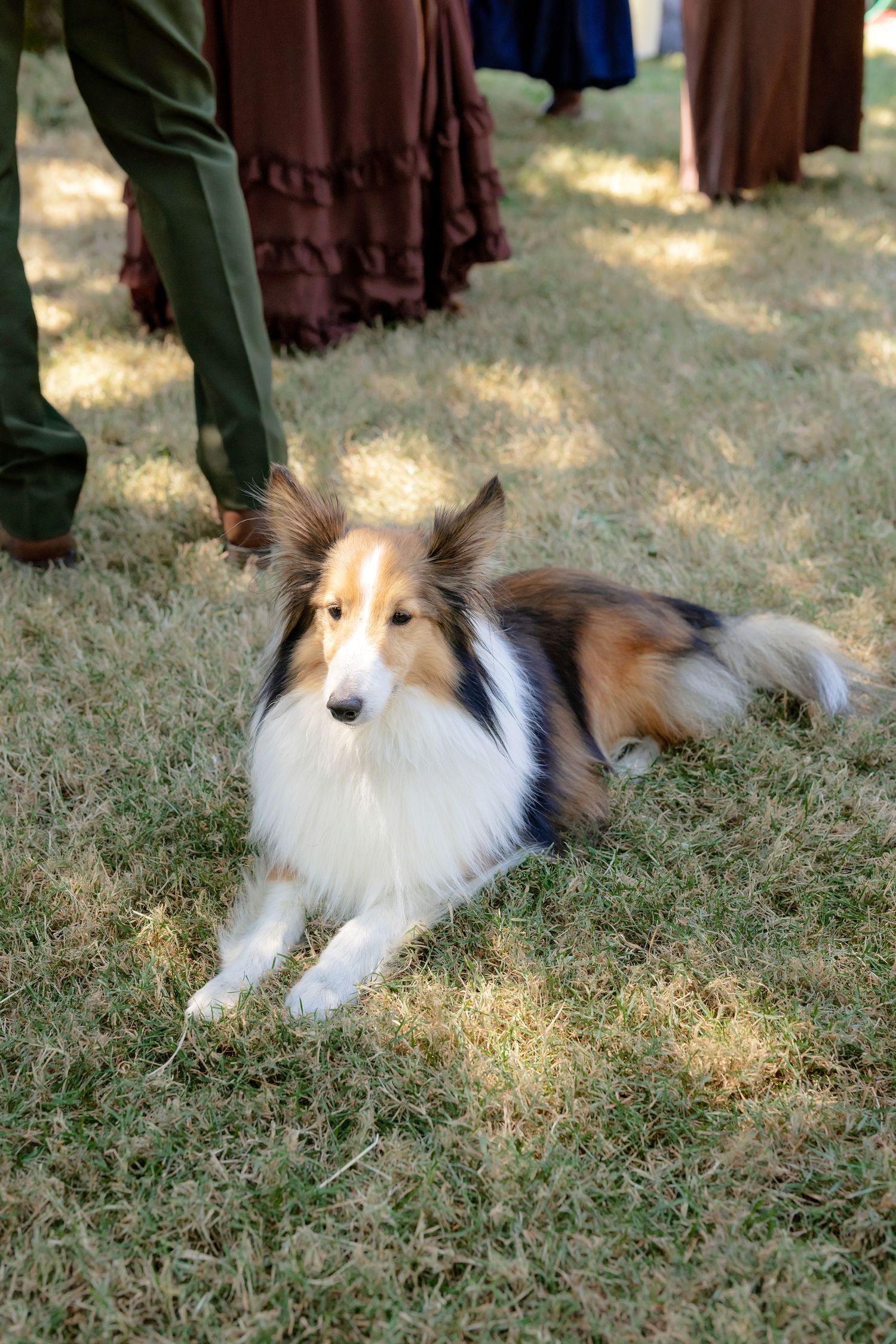 A Shetland Sheepdog lies calmly on grass surrounded by people in period costumes at an outdoor event.
