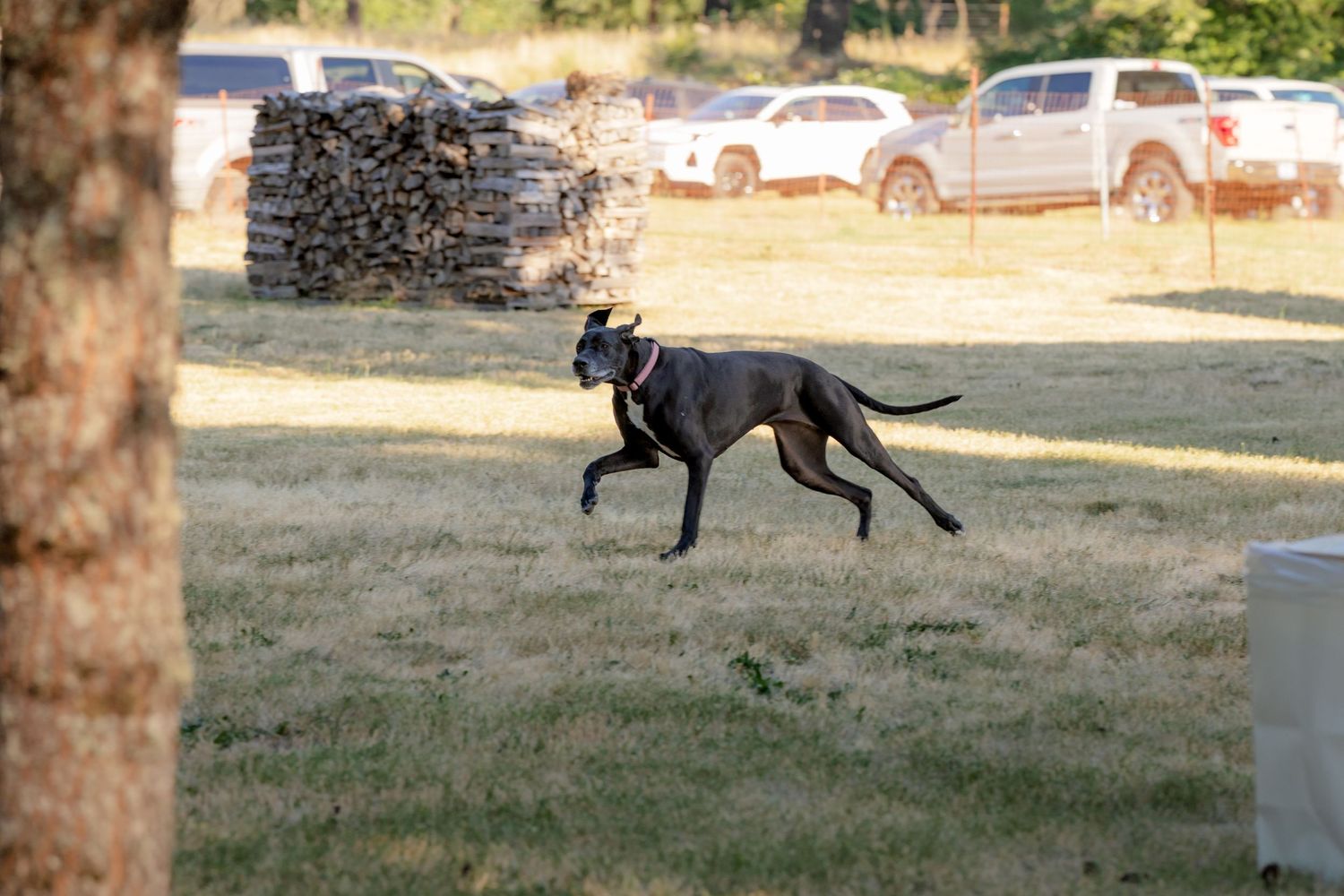 Black dog running freely across a dry grass field at an outdoor wedding venue.