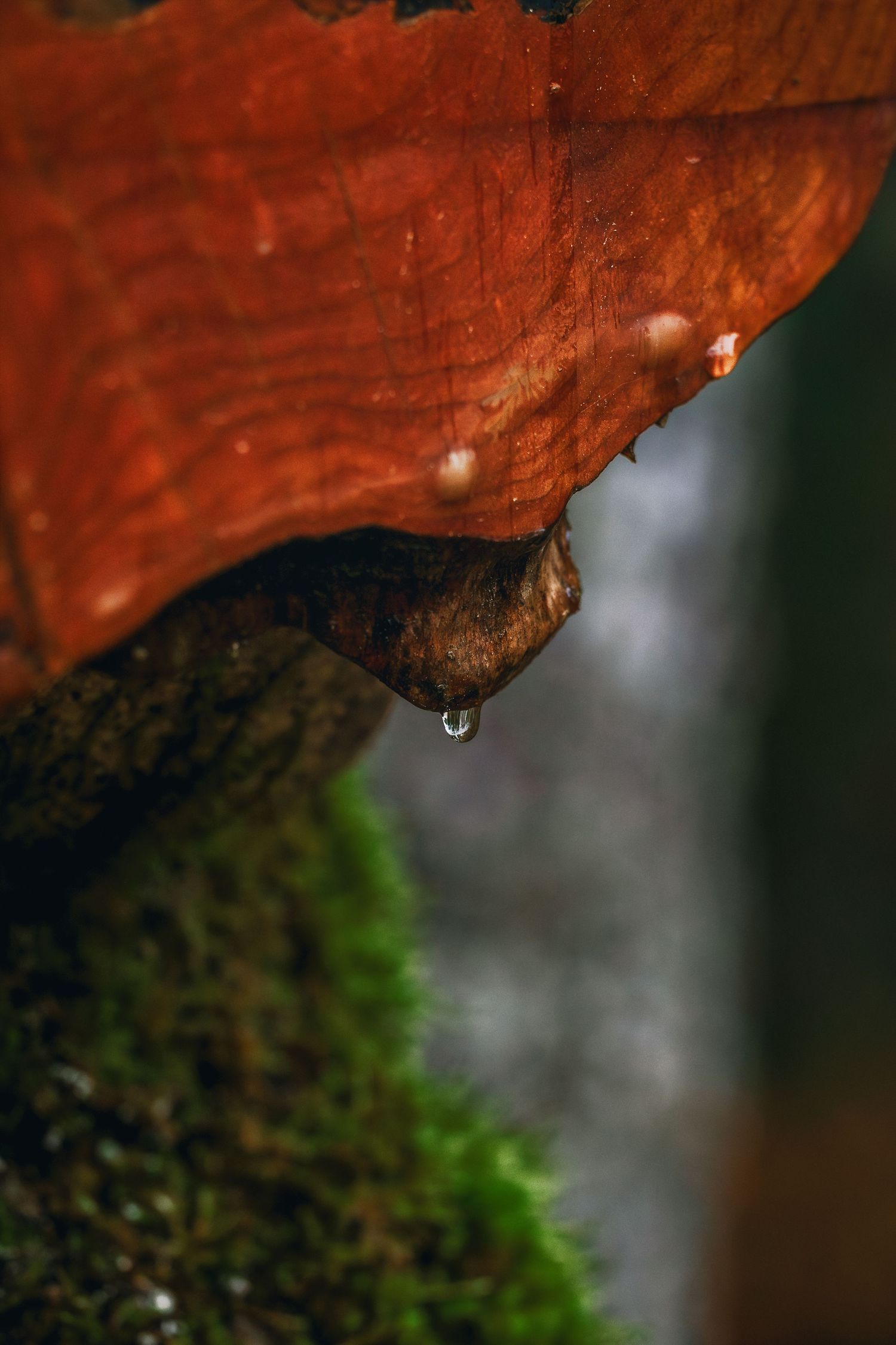 Close-up of water droplets forming on a reddish surface with moss visible in soft focus background.