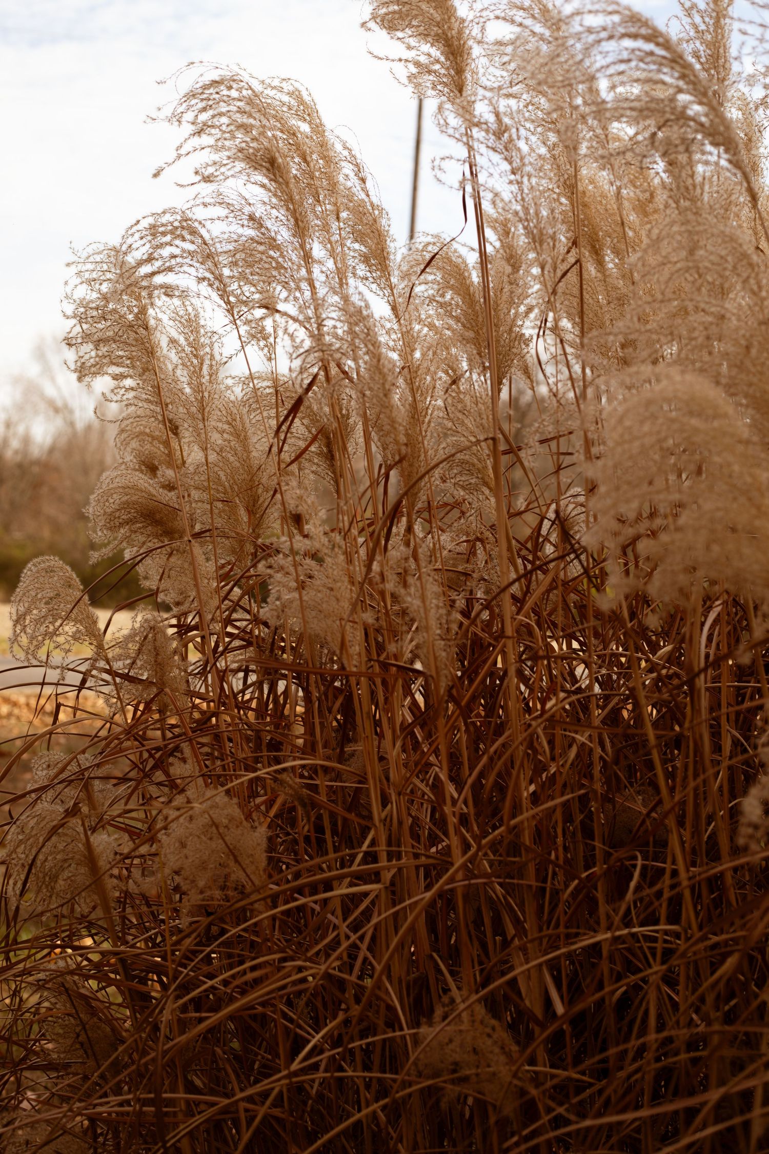 Golden dried pampas grass swaying in autumn breeze against a soft sky backdrop.