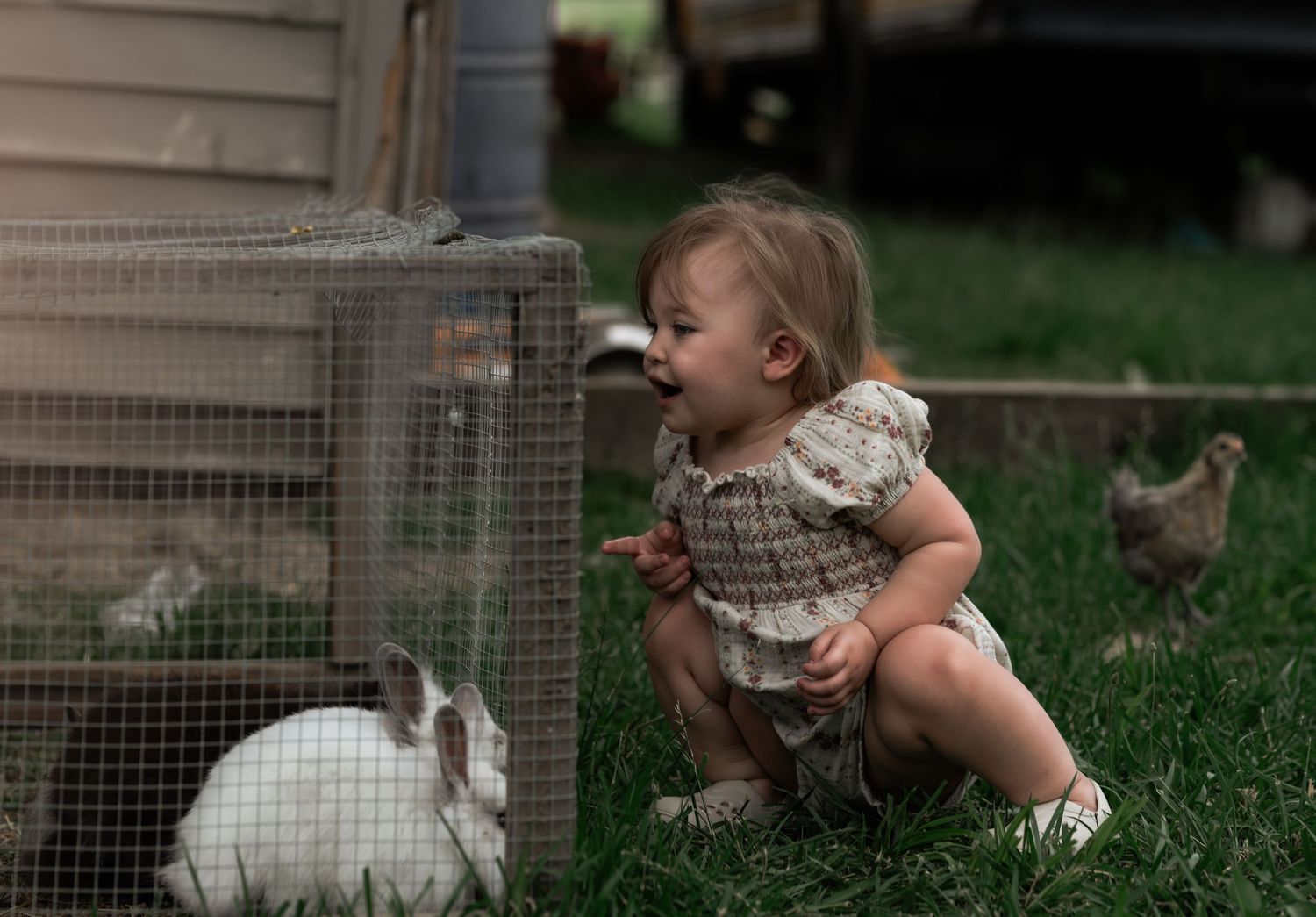 Toddler girl laughing at white rabbit in wire hutch outdoors on green grass with chickens in background.