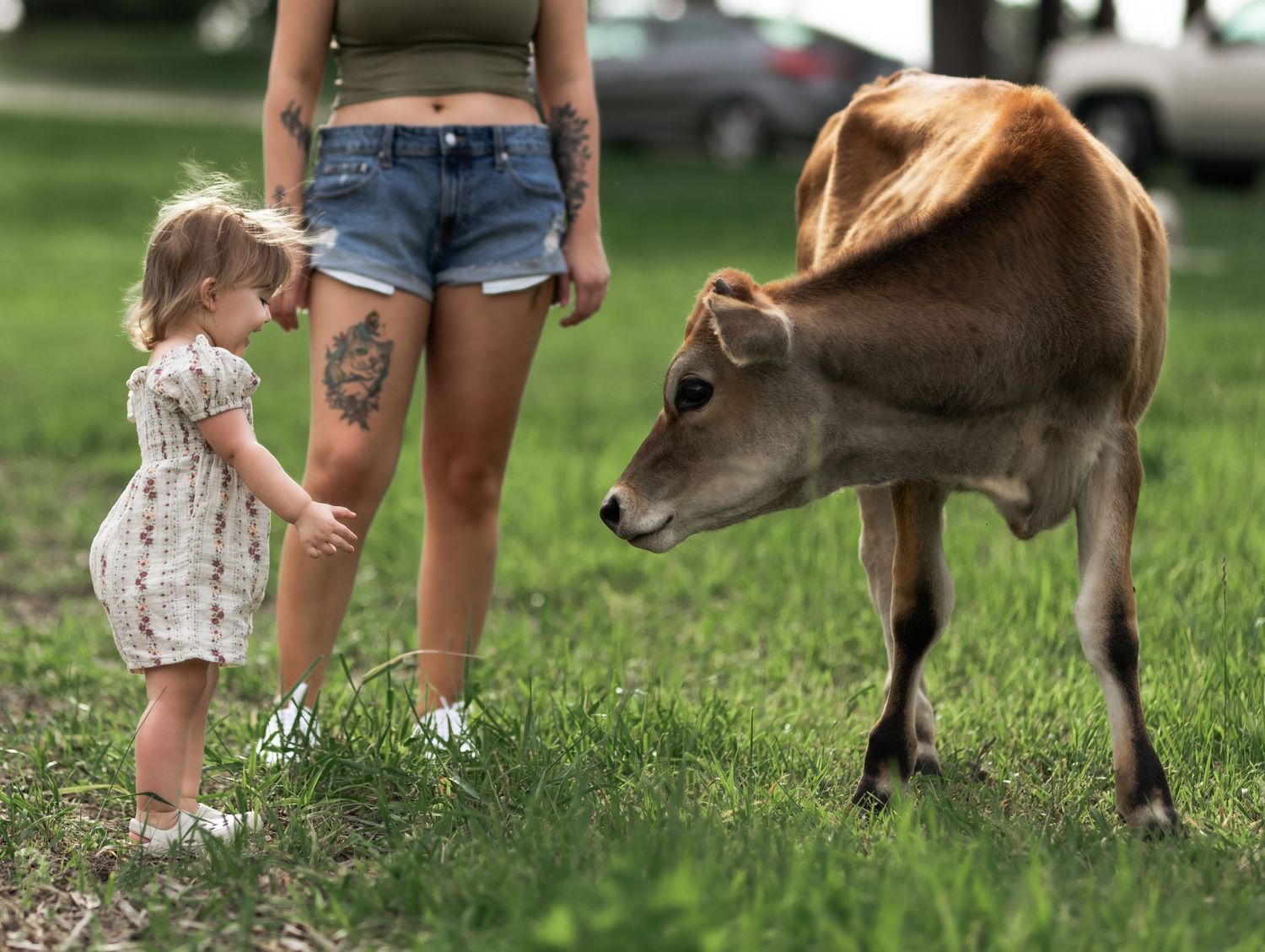 A toddler girl meets a baby calf while standing next to a tattooed woman in denim shorts on green grass.