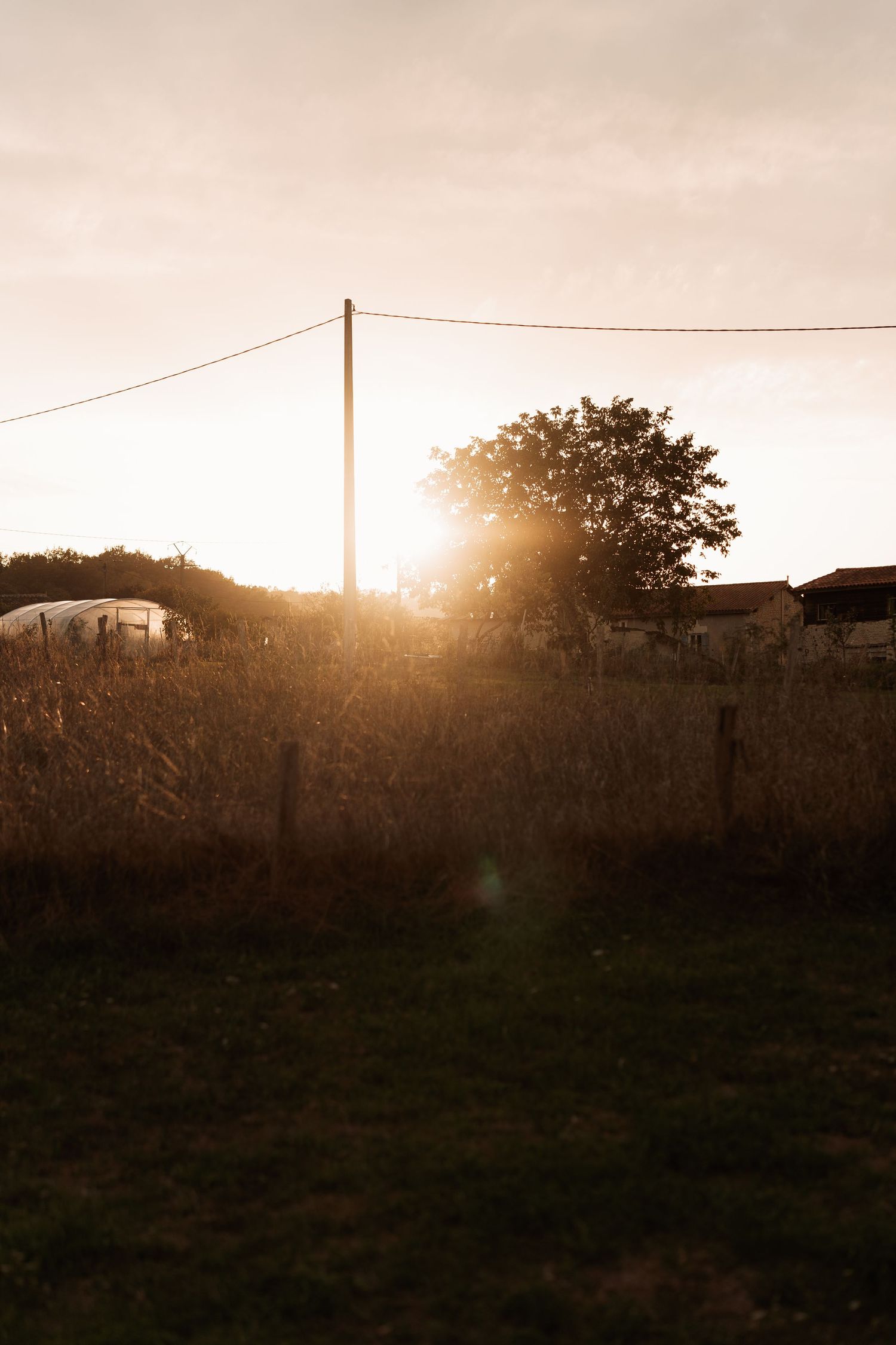 A scenic sunset landscape with silhouetted trees and power lines against a warm sky.