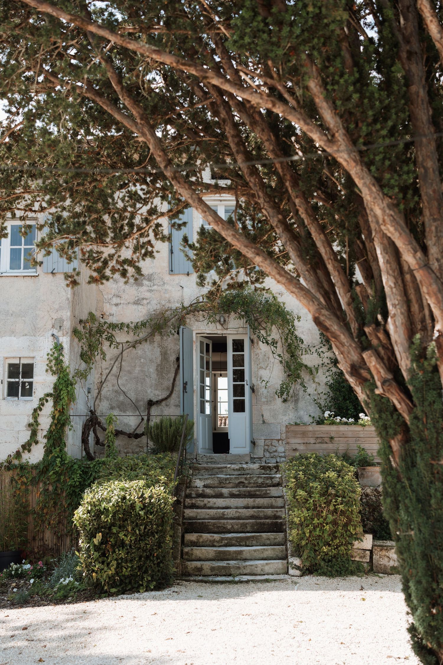 Stone steps lead to an elegant building entrance framed by twisted tree branches and greenery.