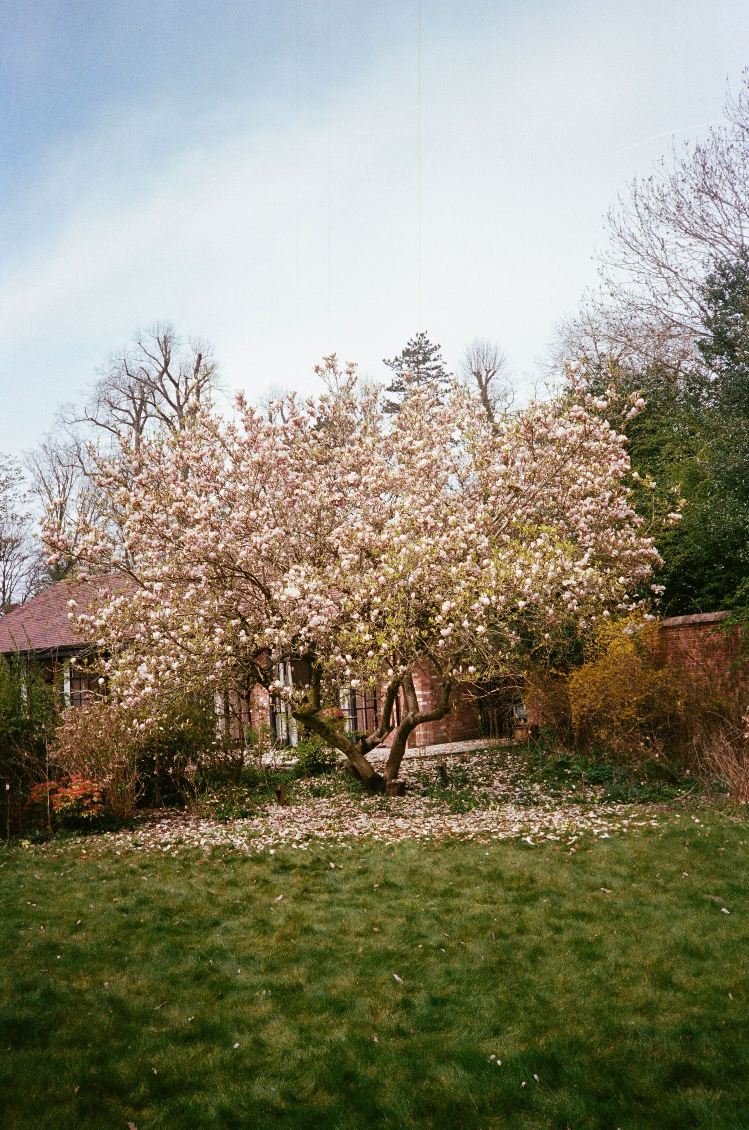 A panoramic sequence showing a blooming cherry blossom tree with pink flowers against a green lawn and cloudy sky.