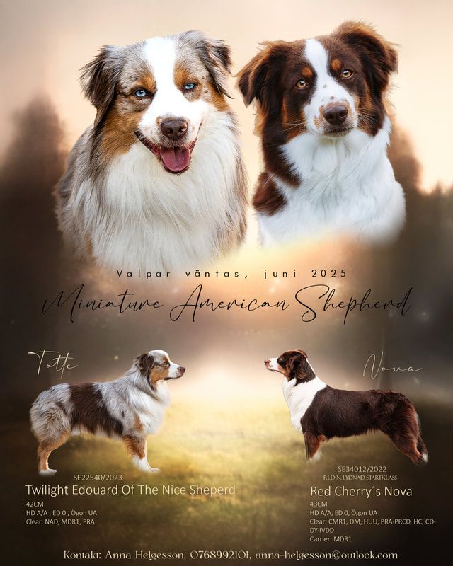 Jensedahl's kennel