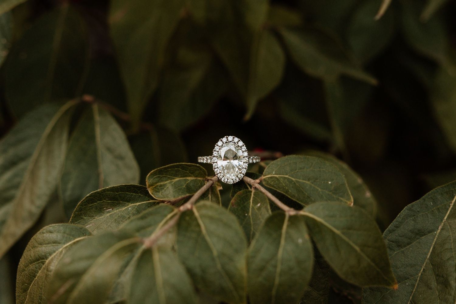 A sparkling diamond engagement ring rests delicately on green leaves in natural lighting.