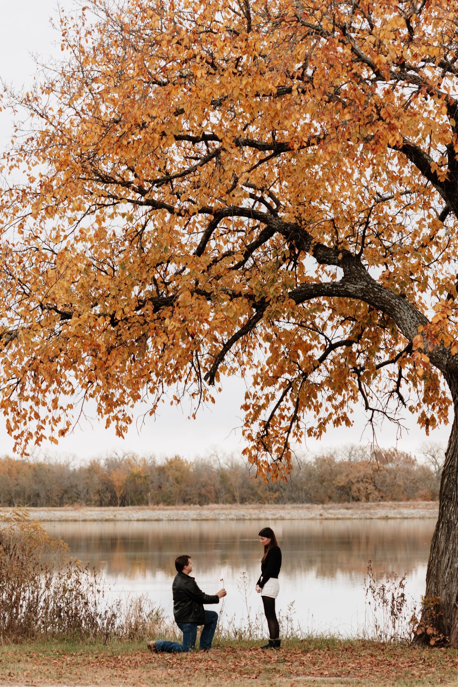 A proposal moment captured beneath a golden autumn tree by a serene lake.