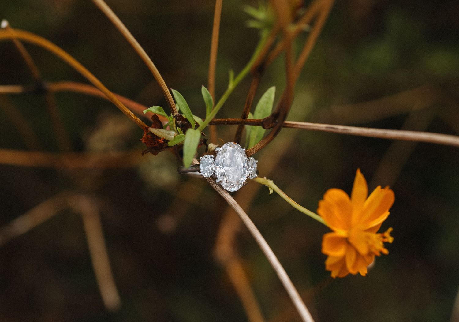 A sparkling diamond engagement ring displayed on a delicate branch next to a small orange flower in nature.
