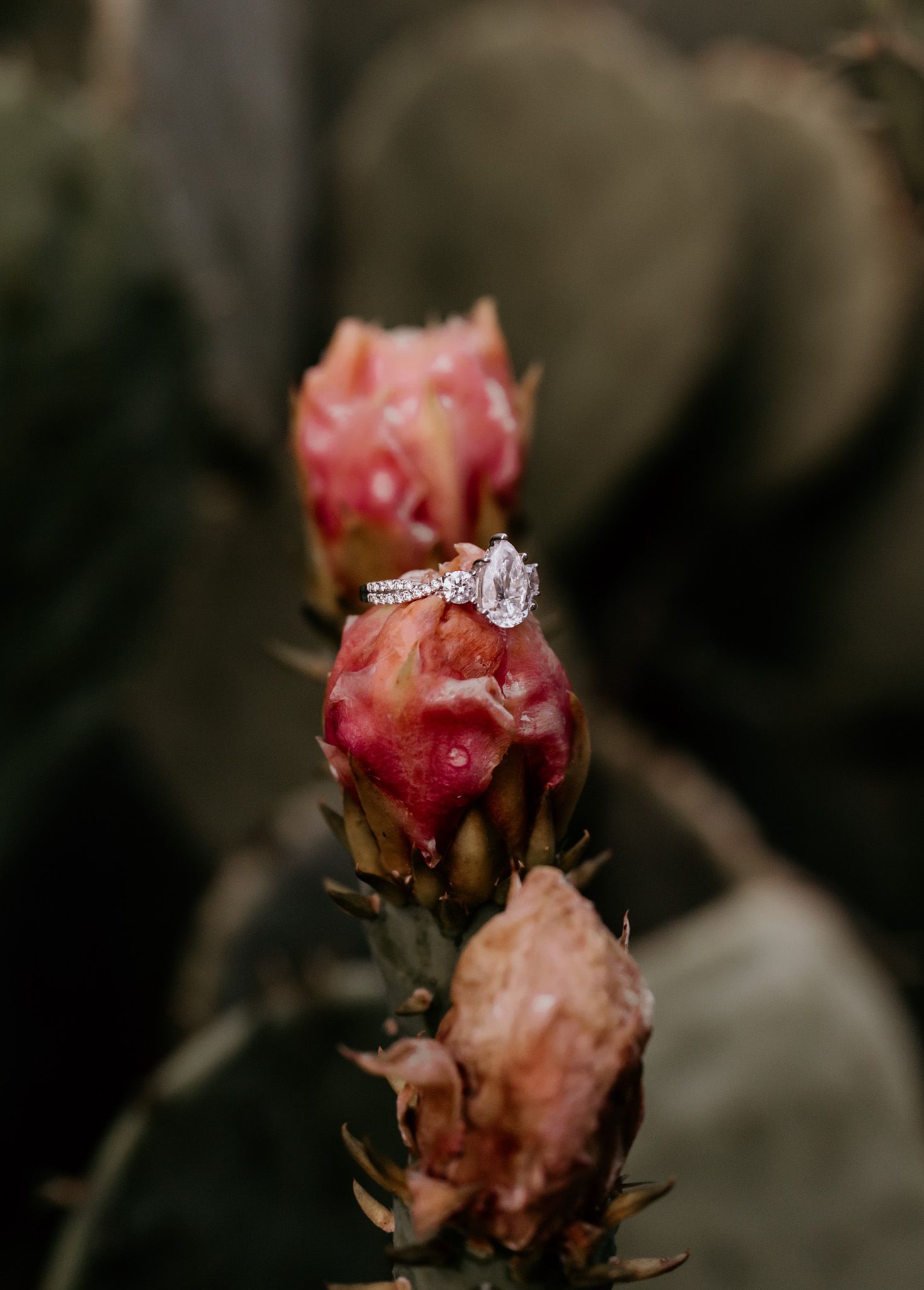 A sequence of pink cactus flowers blooming in a dark moody setting with a diamond ring displayed on the petals.