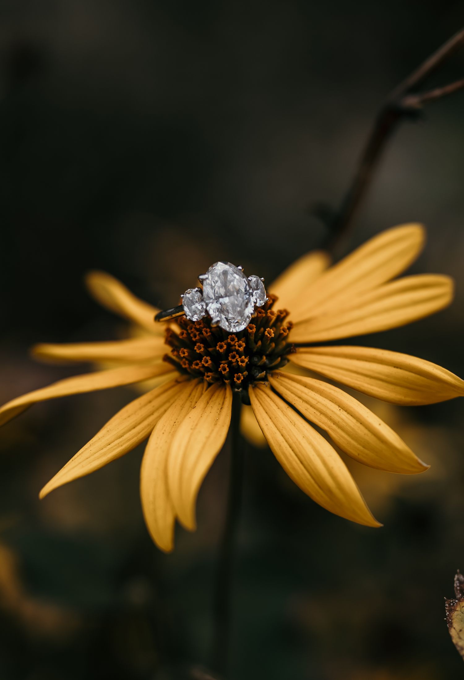 Close-up view of yellow daisy petals with water droplets glistening in dark moody lighting.