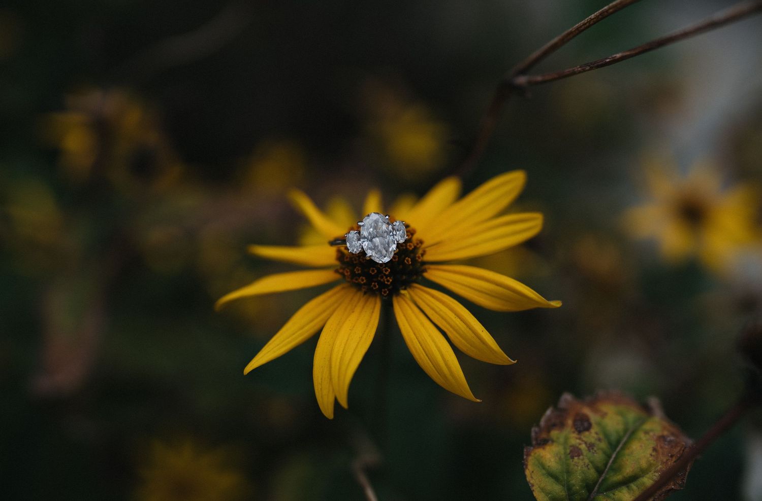 Yellow black-eyed susan flowers bloom in a garden with dark green foliage in the background.