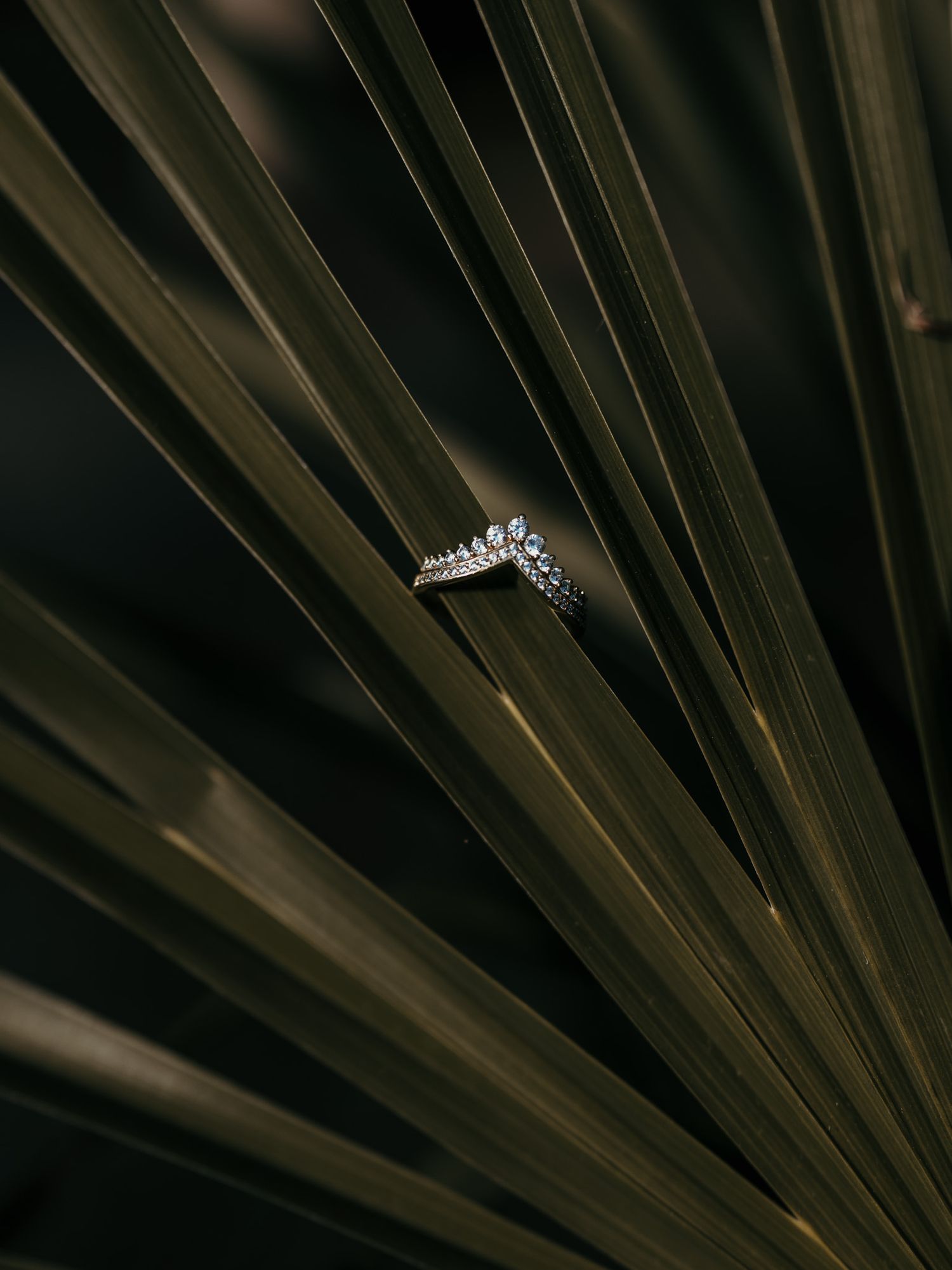 A delicate silver engagement ring with diamonds rests elegantly against dark palm fronds in dramatic lighting.