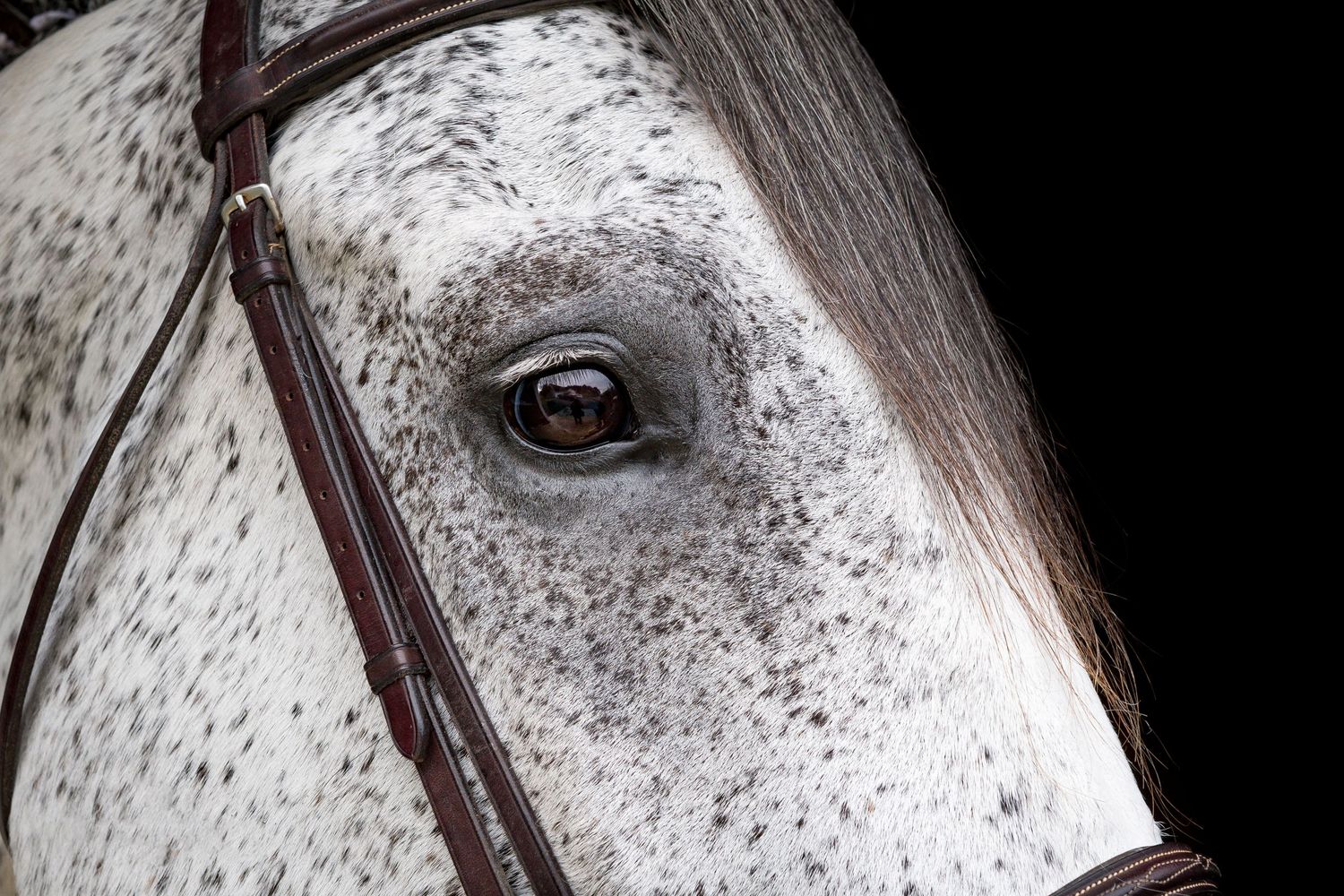 Equine Photography