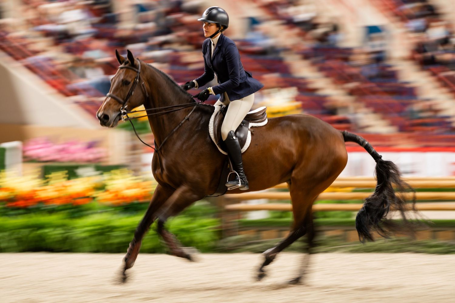 Equine Photography