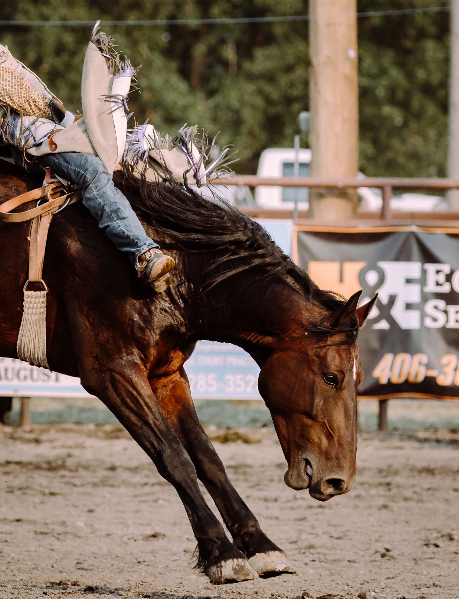 Rodeo Photography