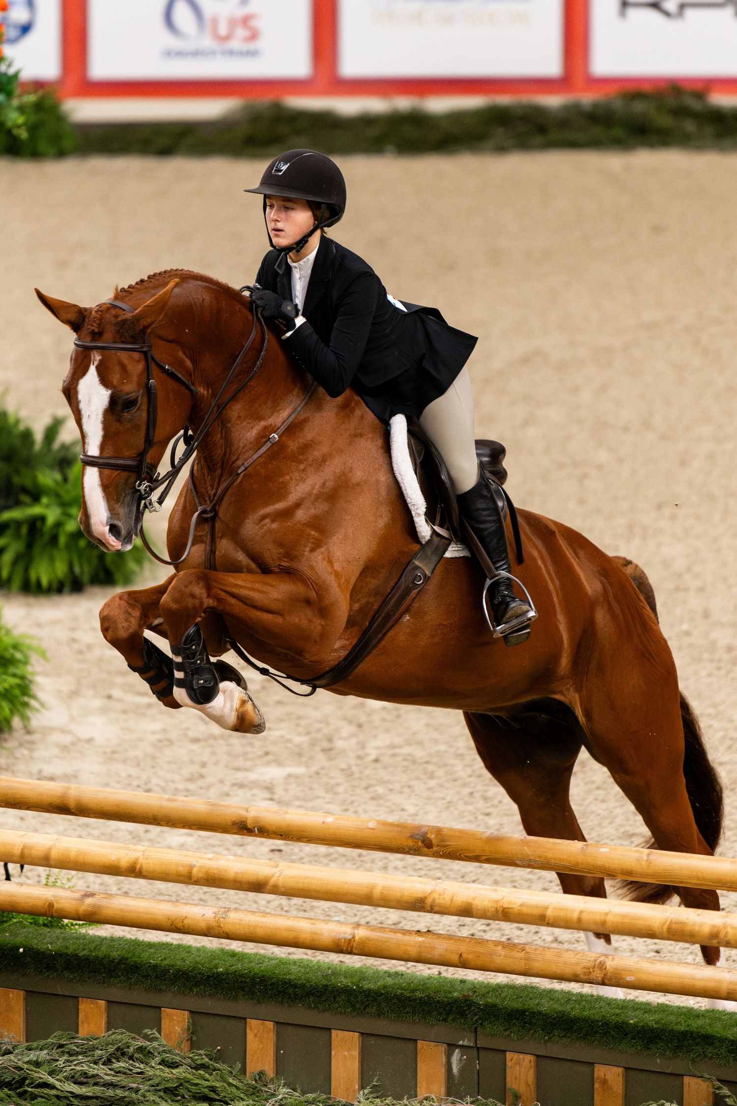 Equine Photography