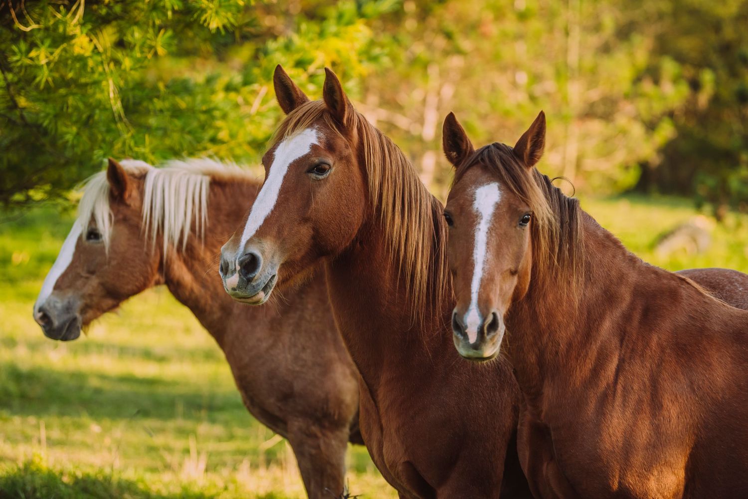 Equine Photography