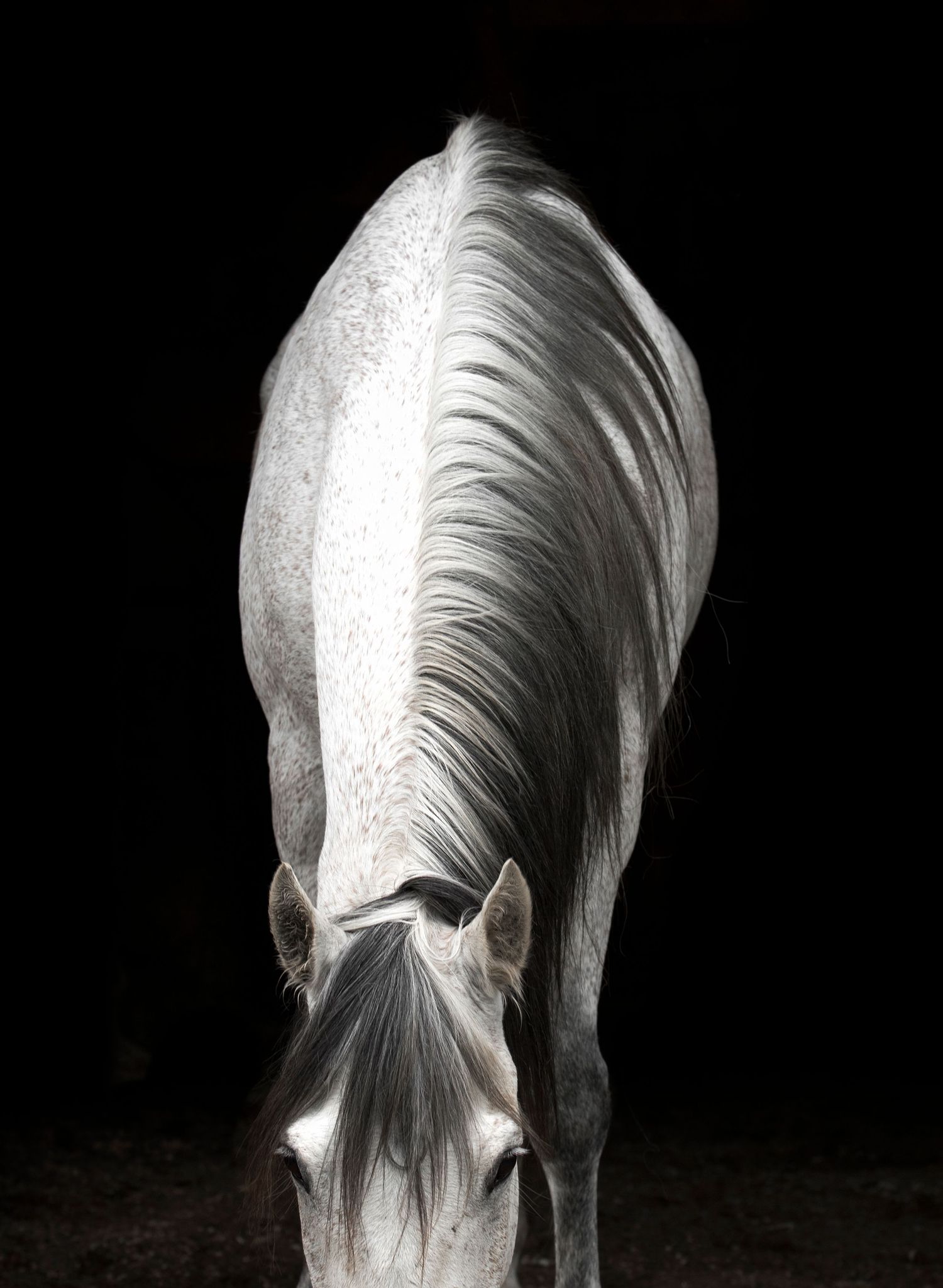 Equine Photography