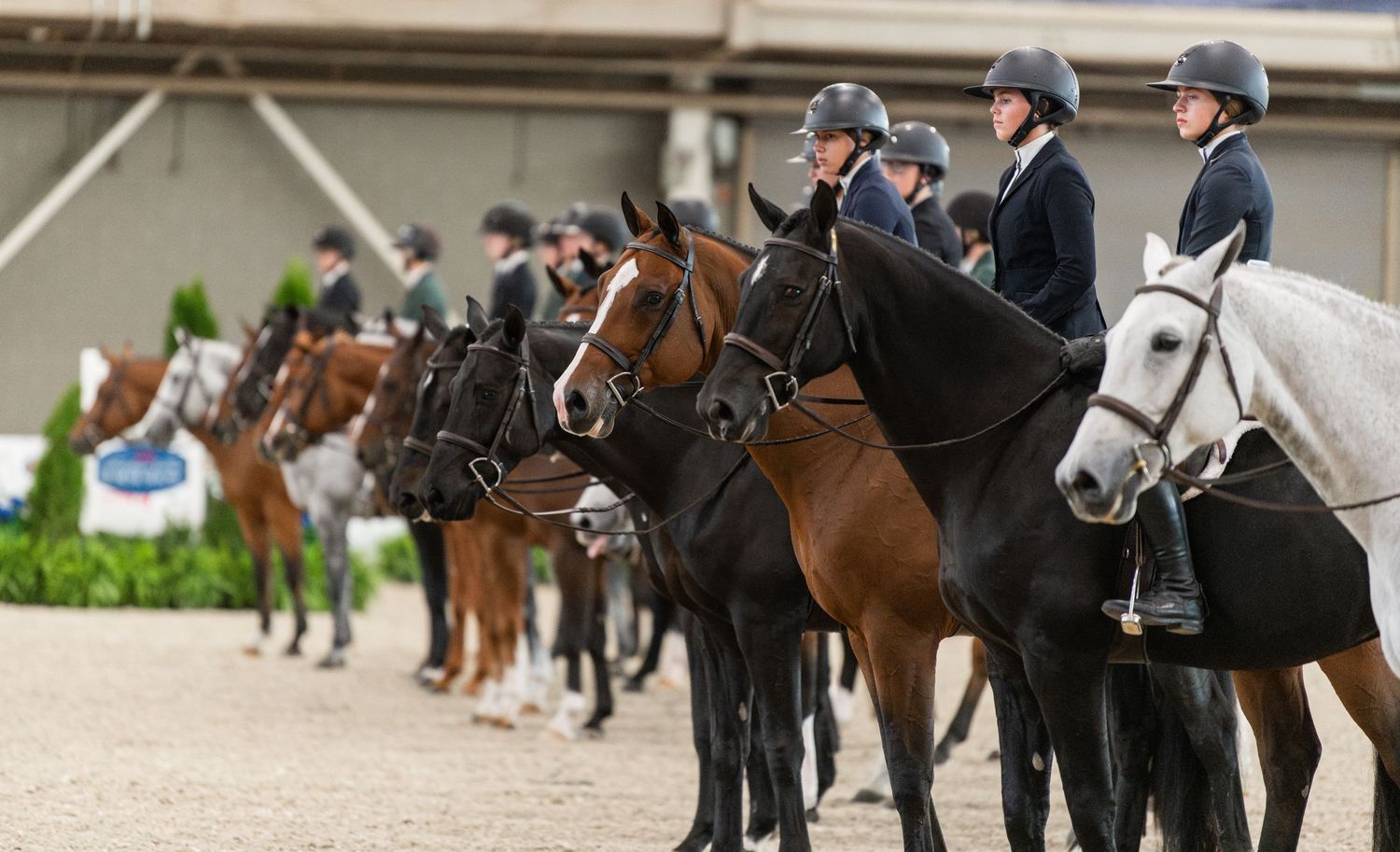 Equine Photography