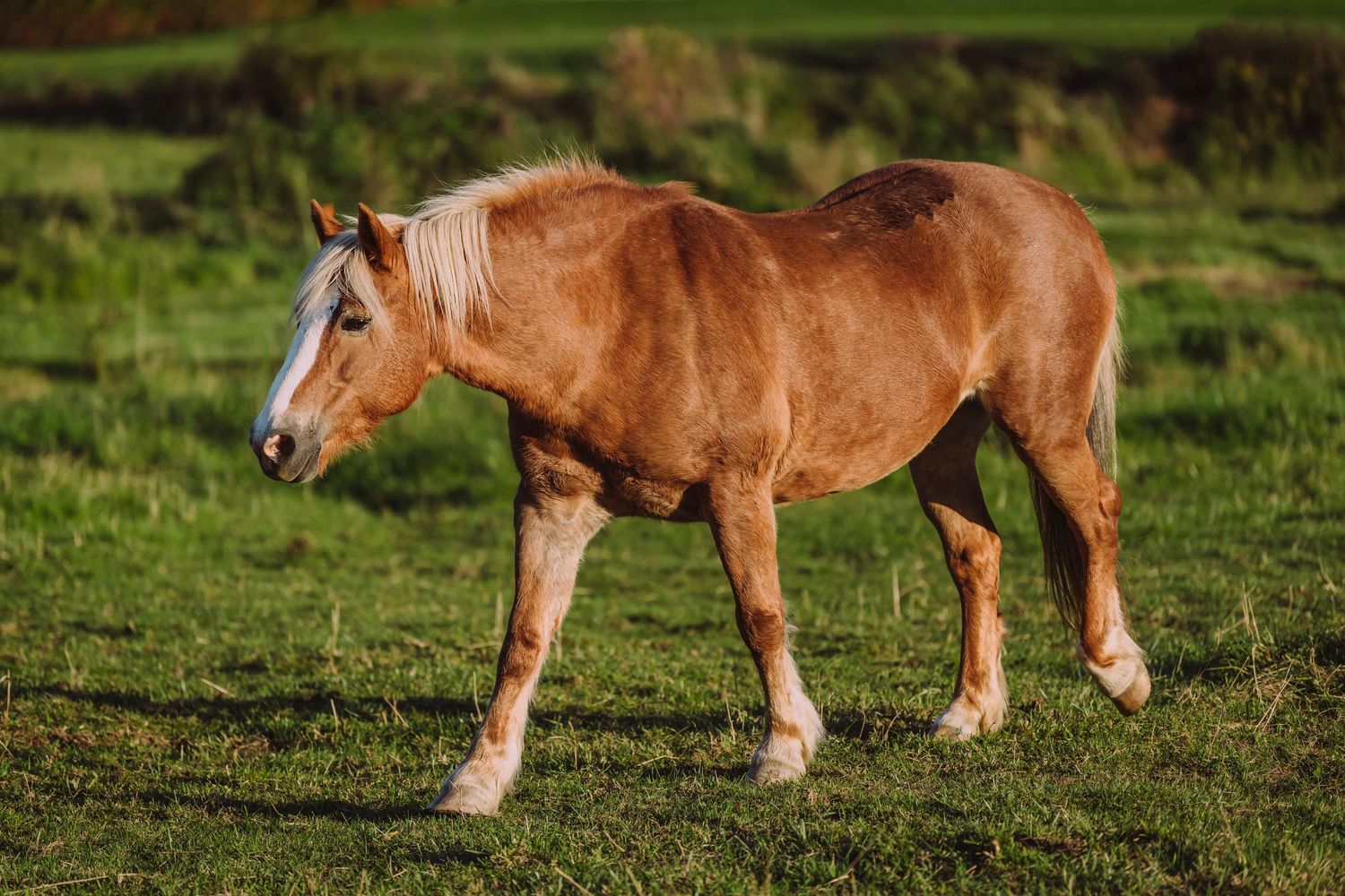 Equine Photography