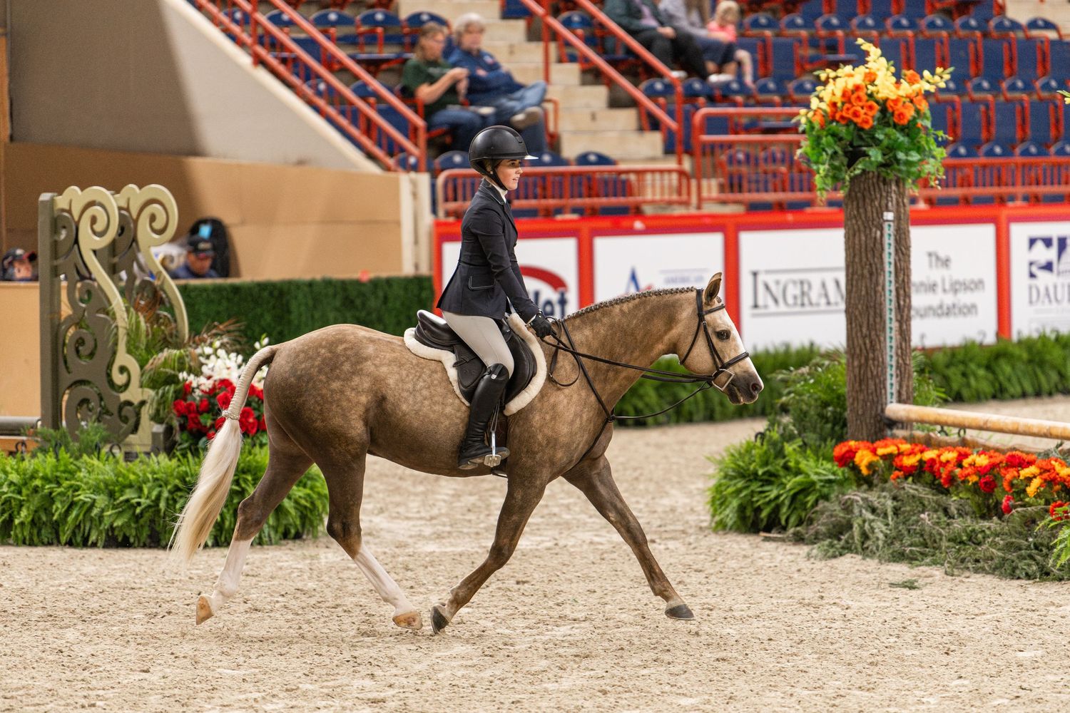 Equine Photography